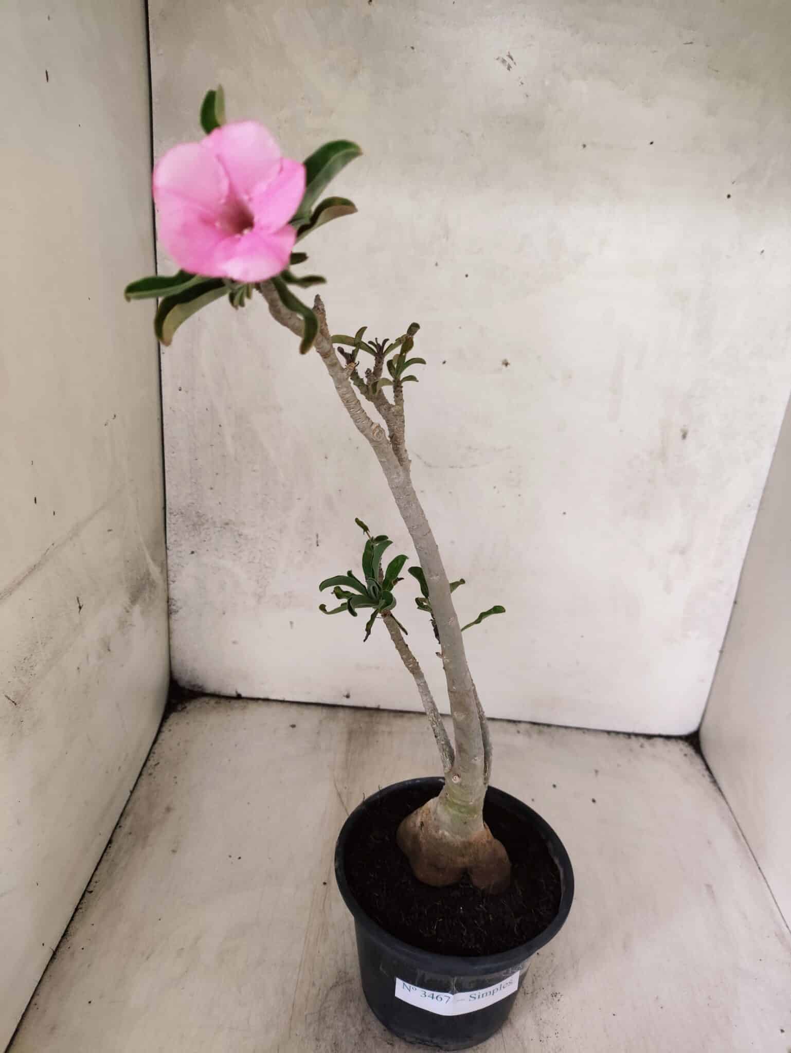 Planta Simples 3467 – 35cm – 03 anos - foto 2