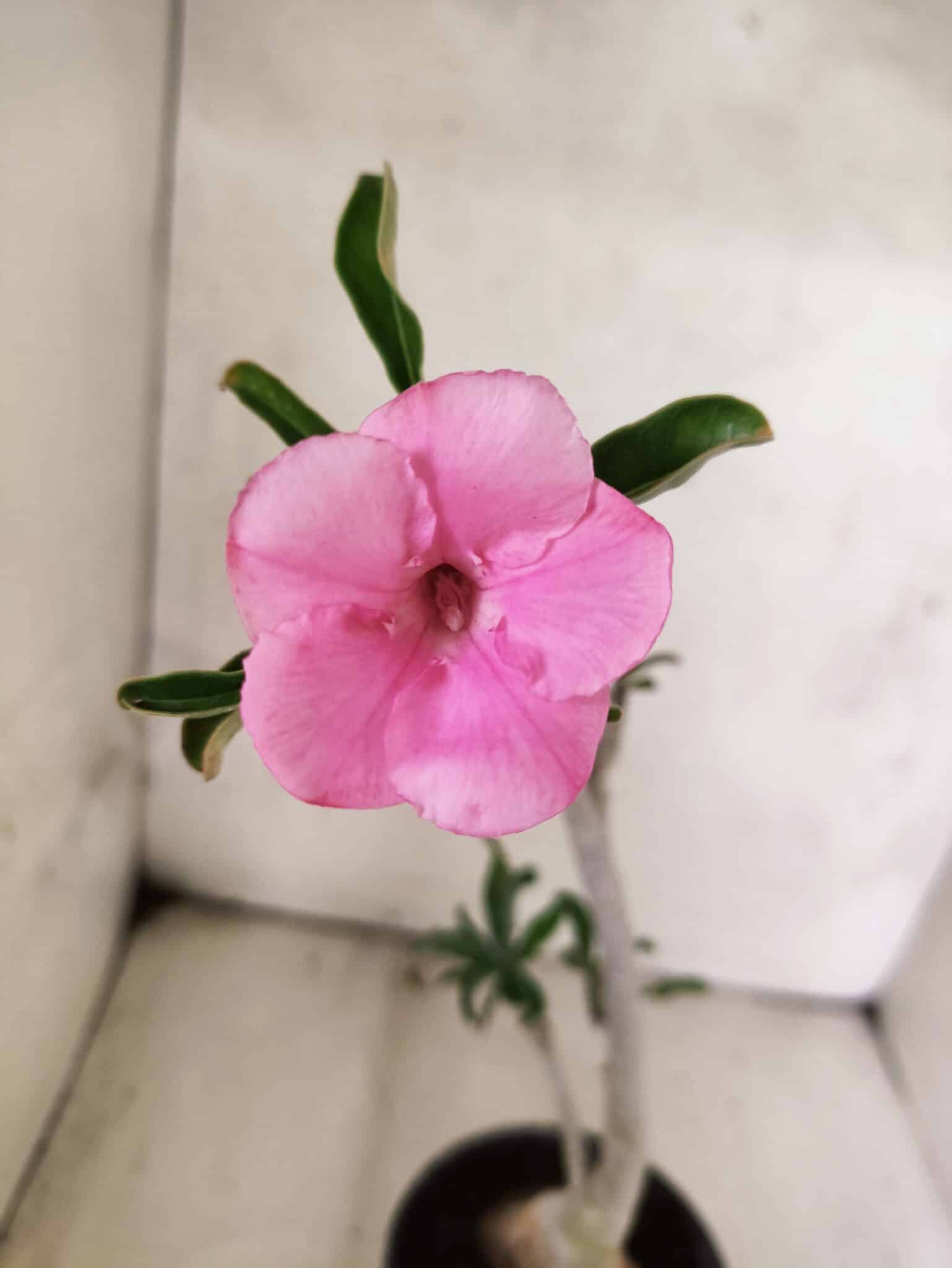 Planta Simples 3467 – 35cm – 03 anos - foto 3