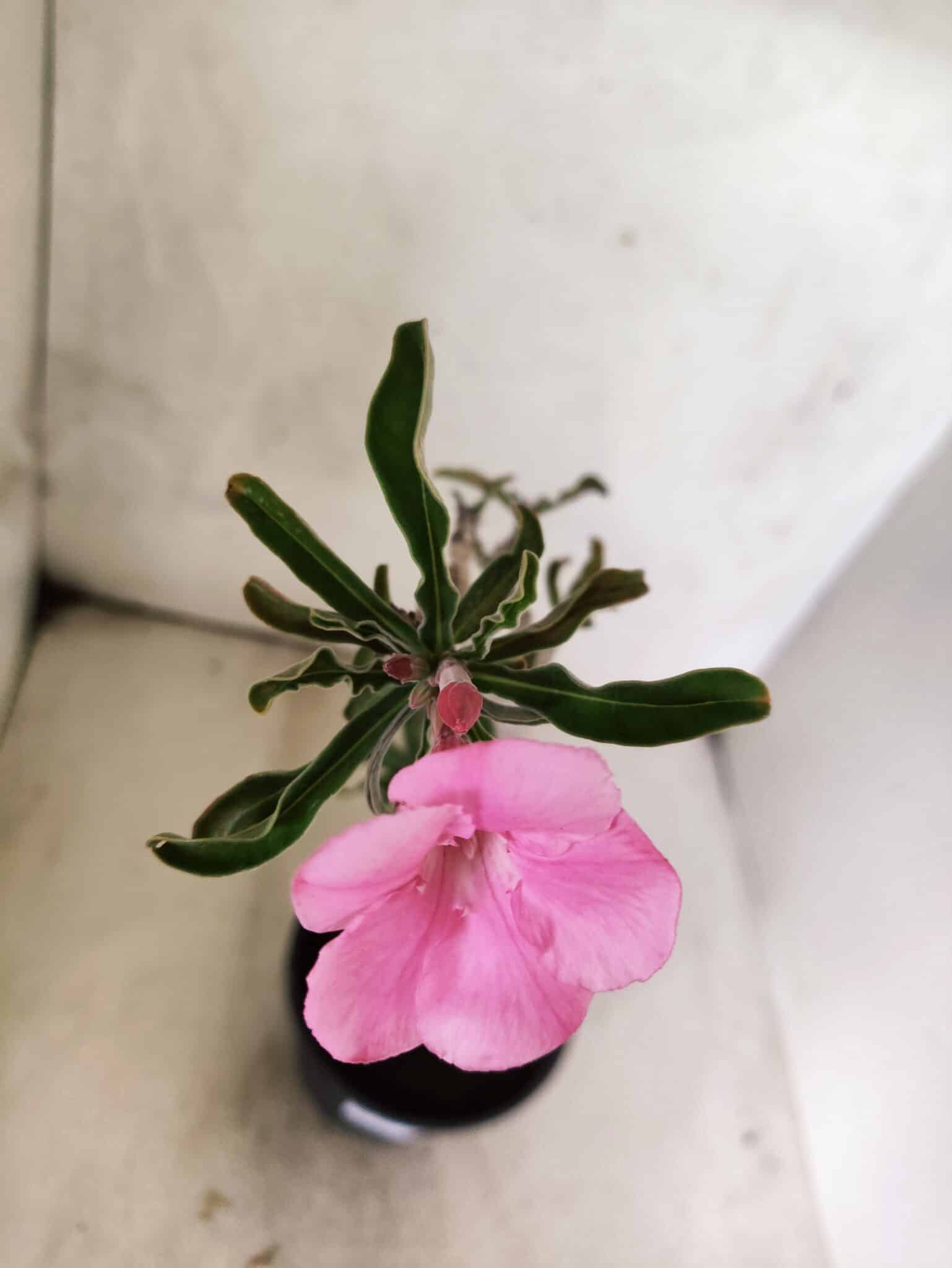 Planta Simples 3467 – 35cm – 03 anos - foto 4