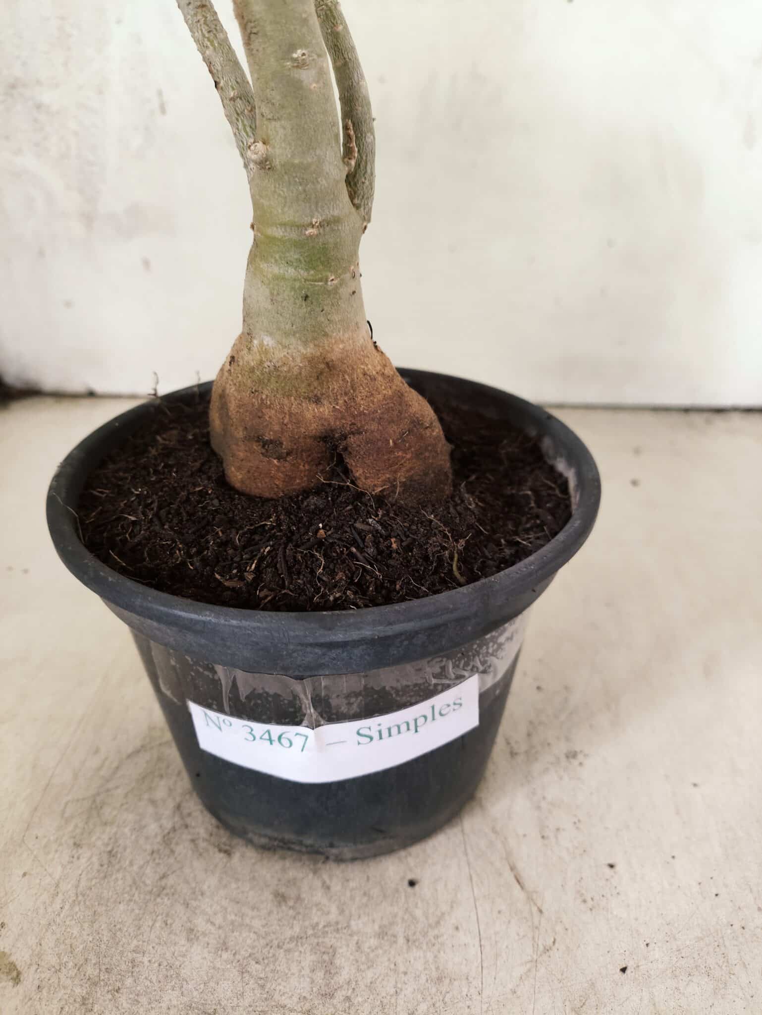 Planta Simples 3467 – 35cm – 03 anos - foto 6