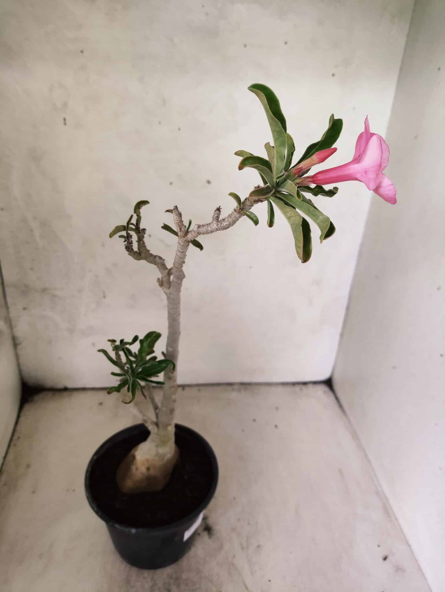 Planta Simples 3467 – 35cm – 03 anos - foto 5