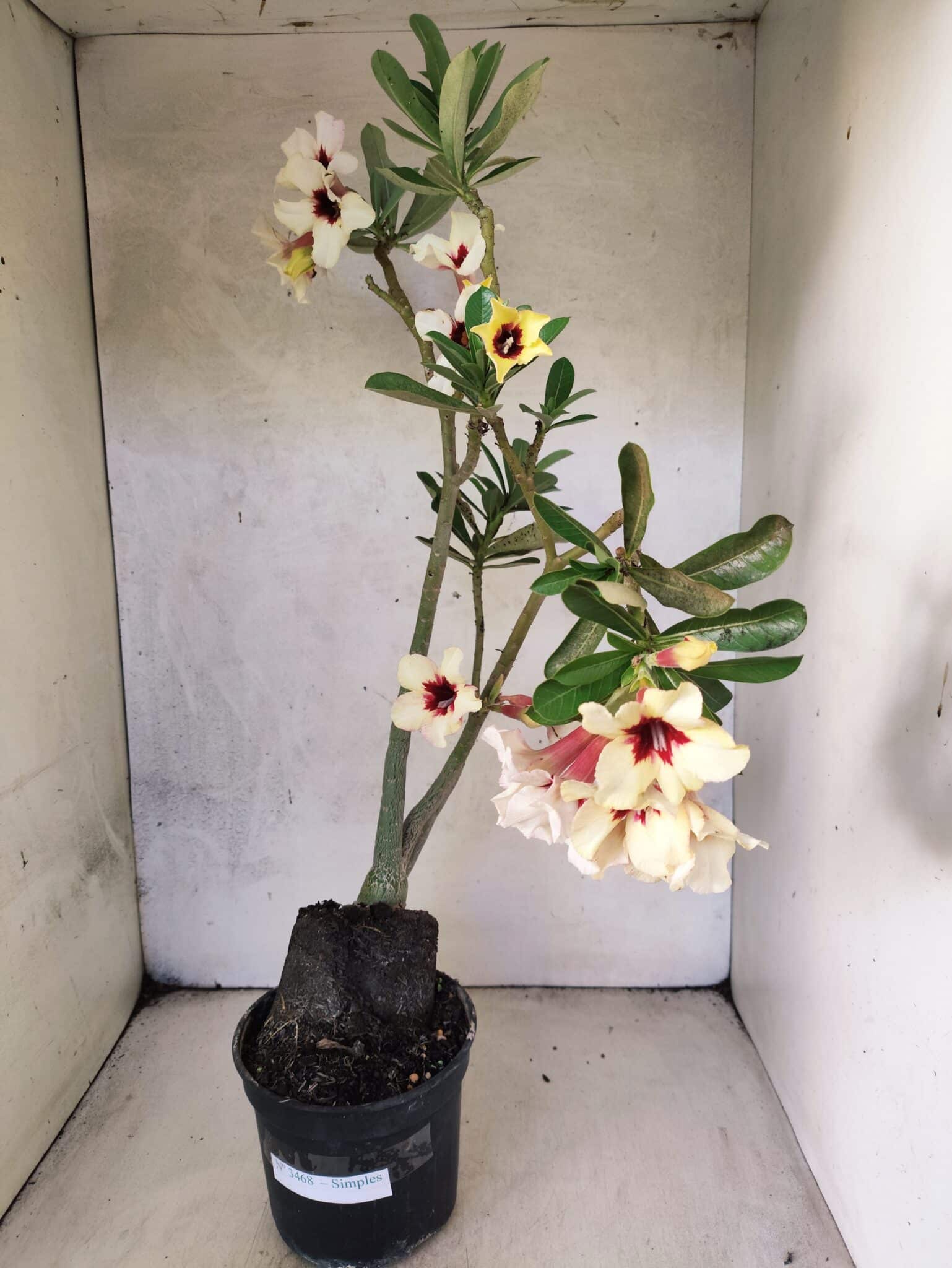 Planta Simples 3468 – 35cm – 03 anos - foto 2