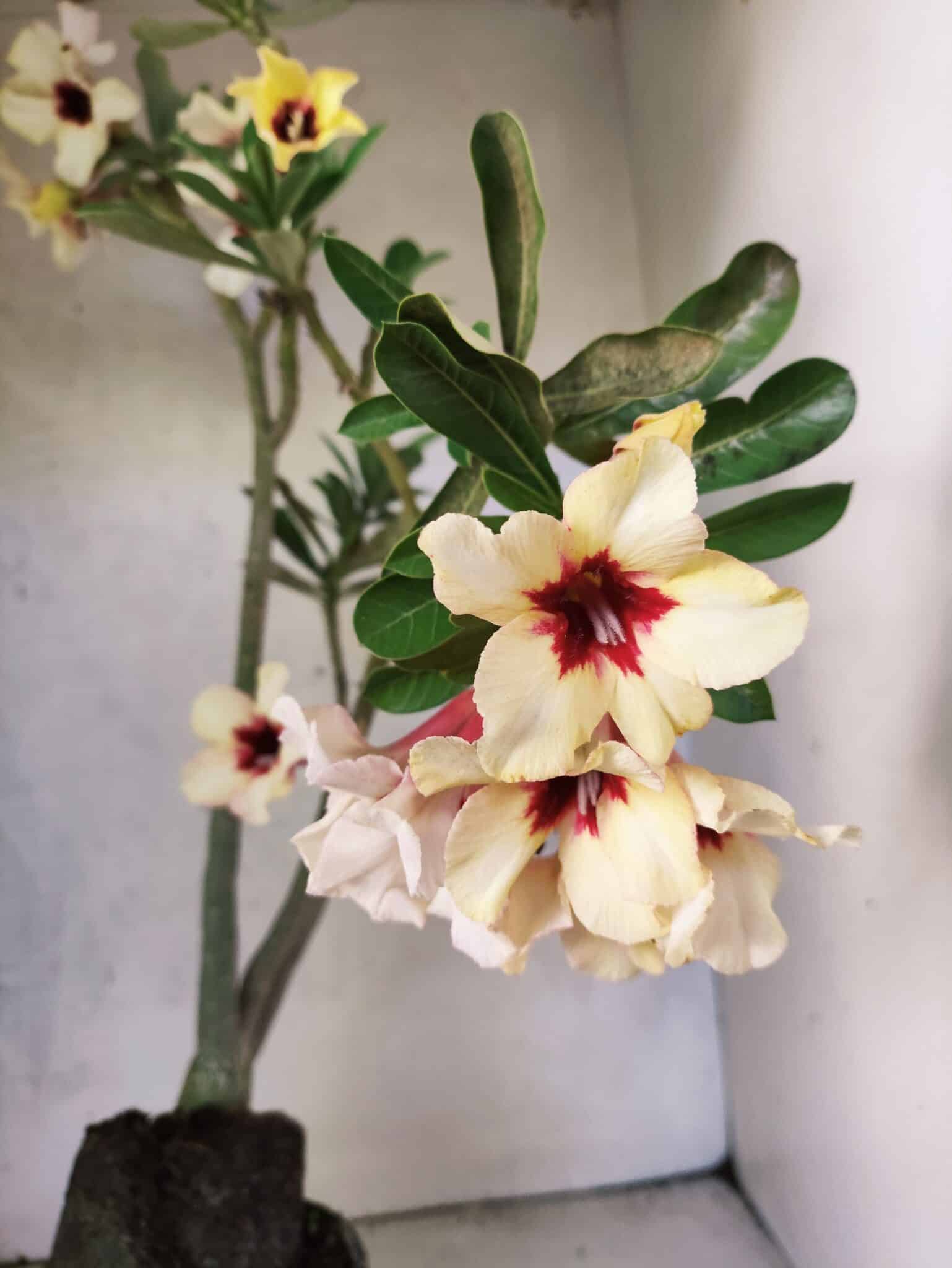 Planta Simples 3468 – 35cm – 03 anos - foto 3