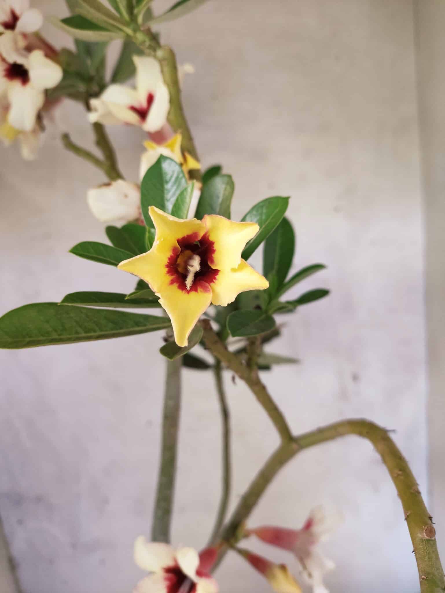 Planta Simples 3468 – 35cm – 03 anos - foto 4