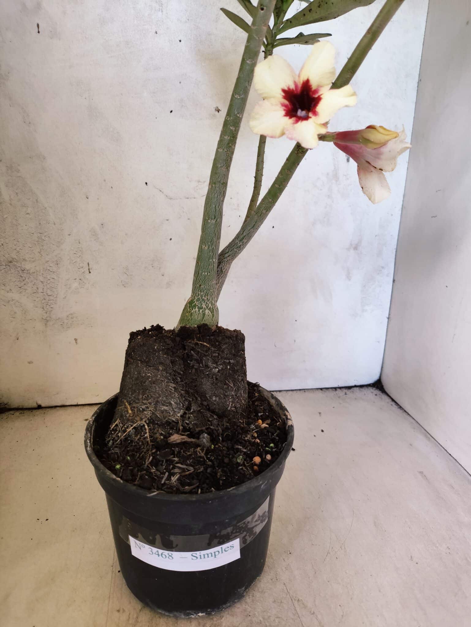 Planta Simples 3468 – 35cm – 03 anos - foto 8