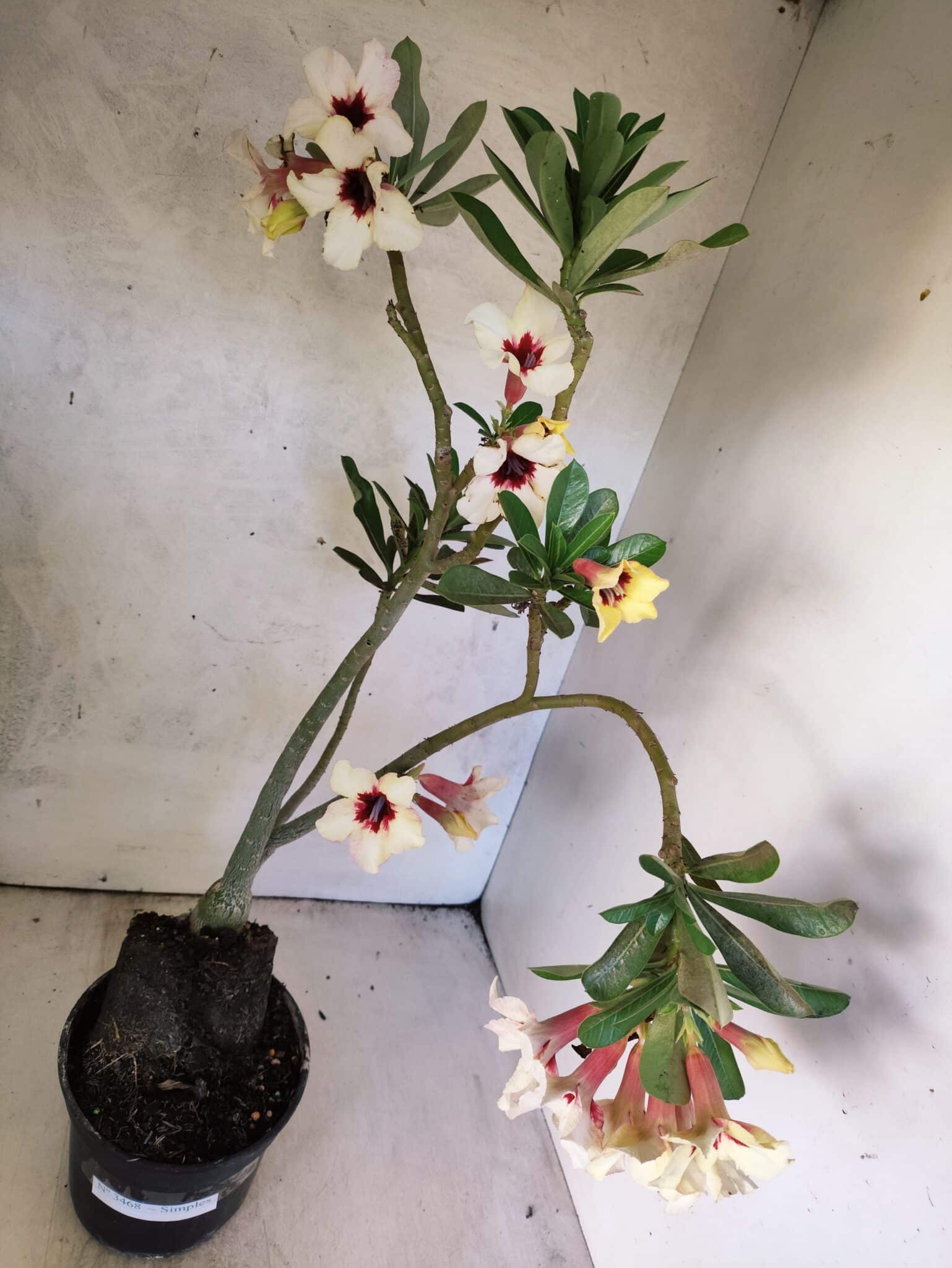 Planta Simples 3468 – 35cm – 03 anos - foto 7