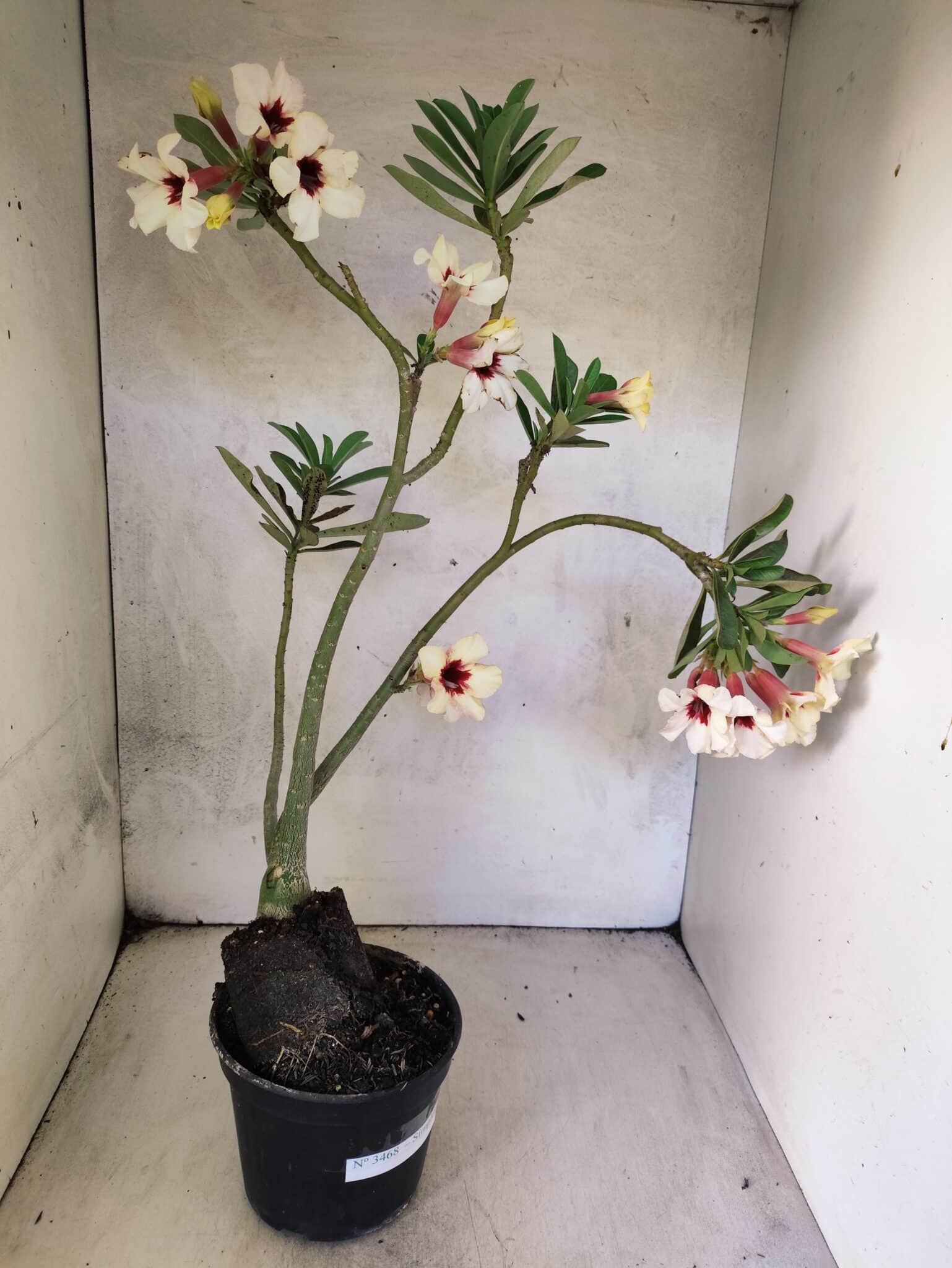 Planta Simples 3468 – 35cm – 03 anos - foto 6