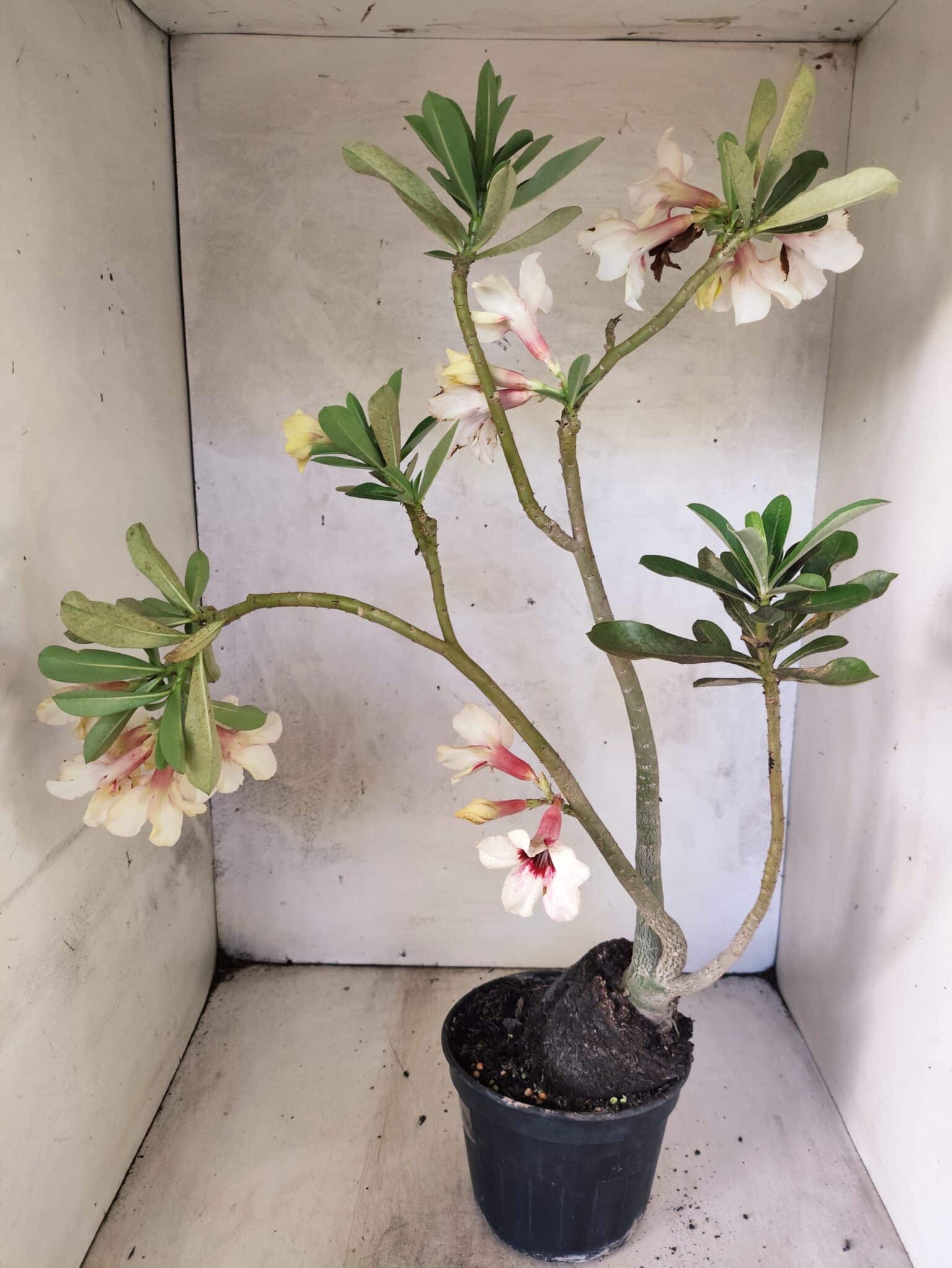 Planta Simples 3468 – 35cm – 03 anos - foto 5