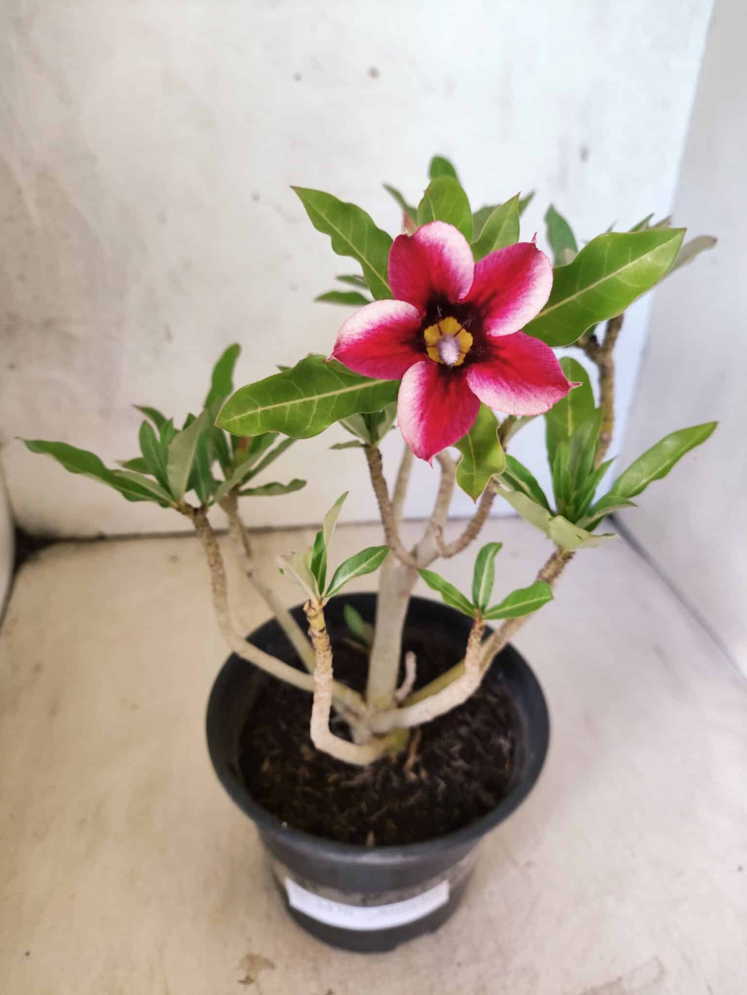 Planta Simples 3470 – 25cm – 02 anos - foto 2