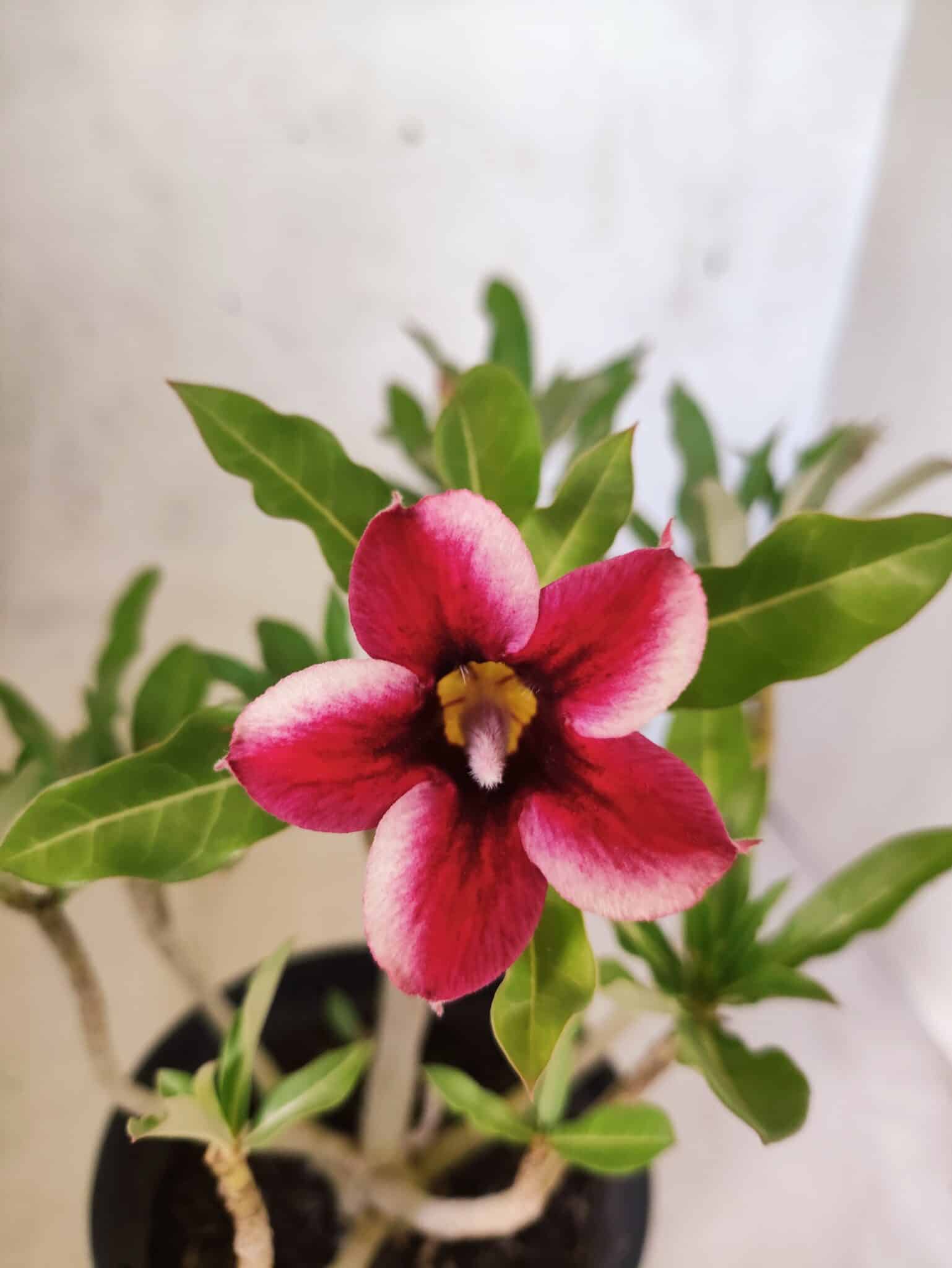 Planta Simples 3470 – 25cm – 02 anos - foto 3
