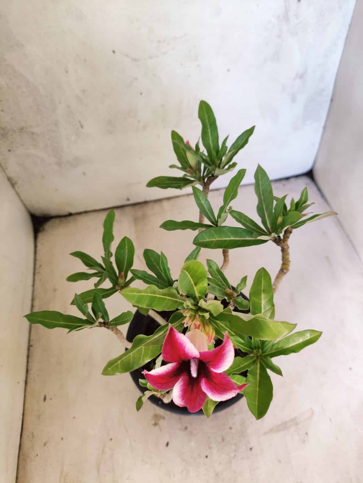 Planta Simples 3470 – 25cm – 02 anos - foto 4