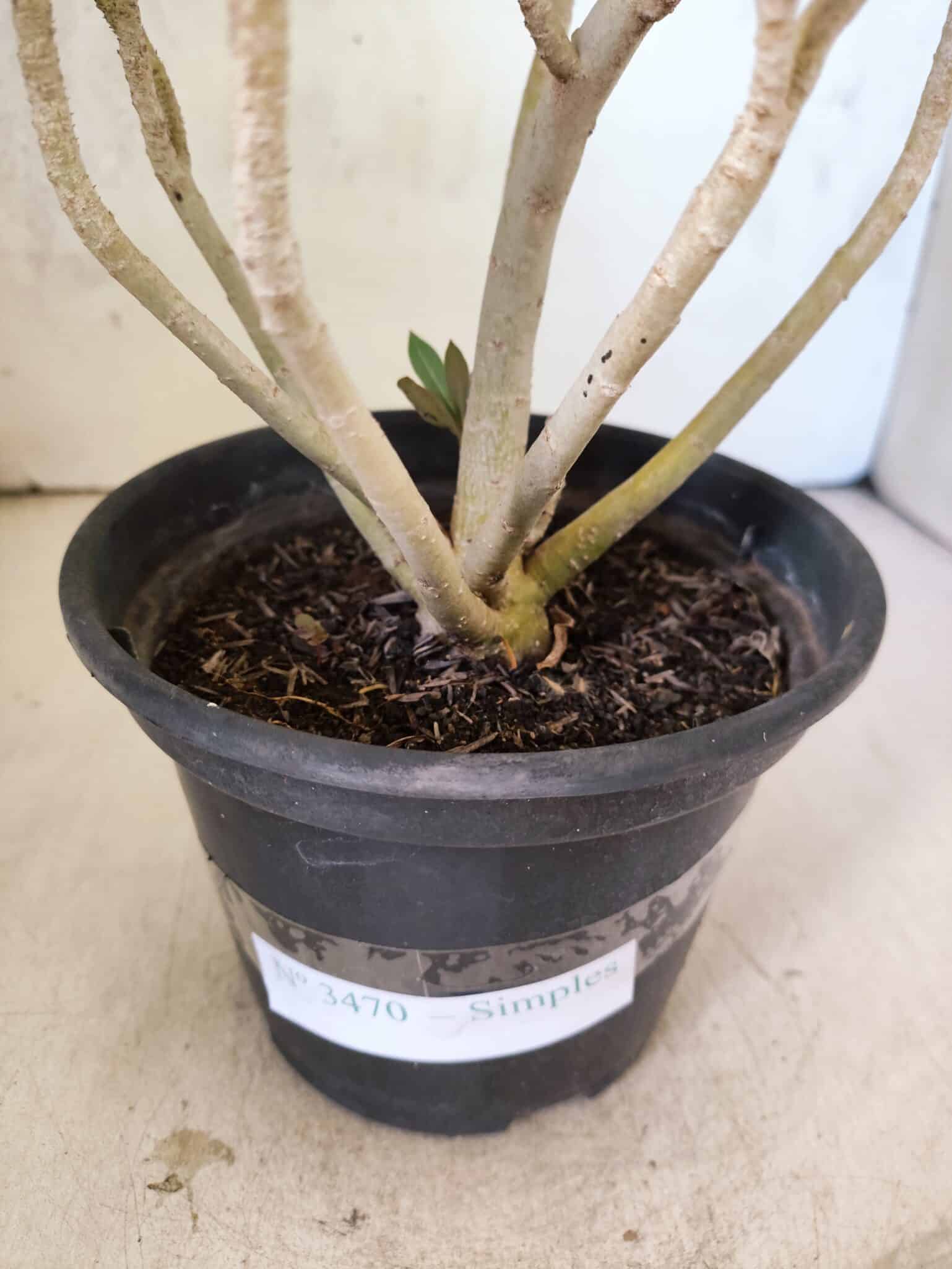 Planta Simples 3470 – 25cm – 02 anos - foto 7