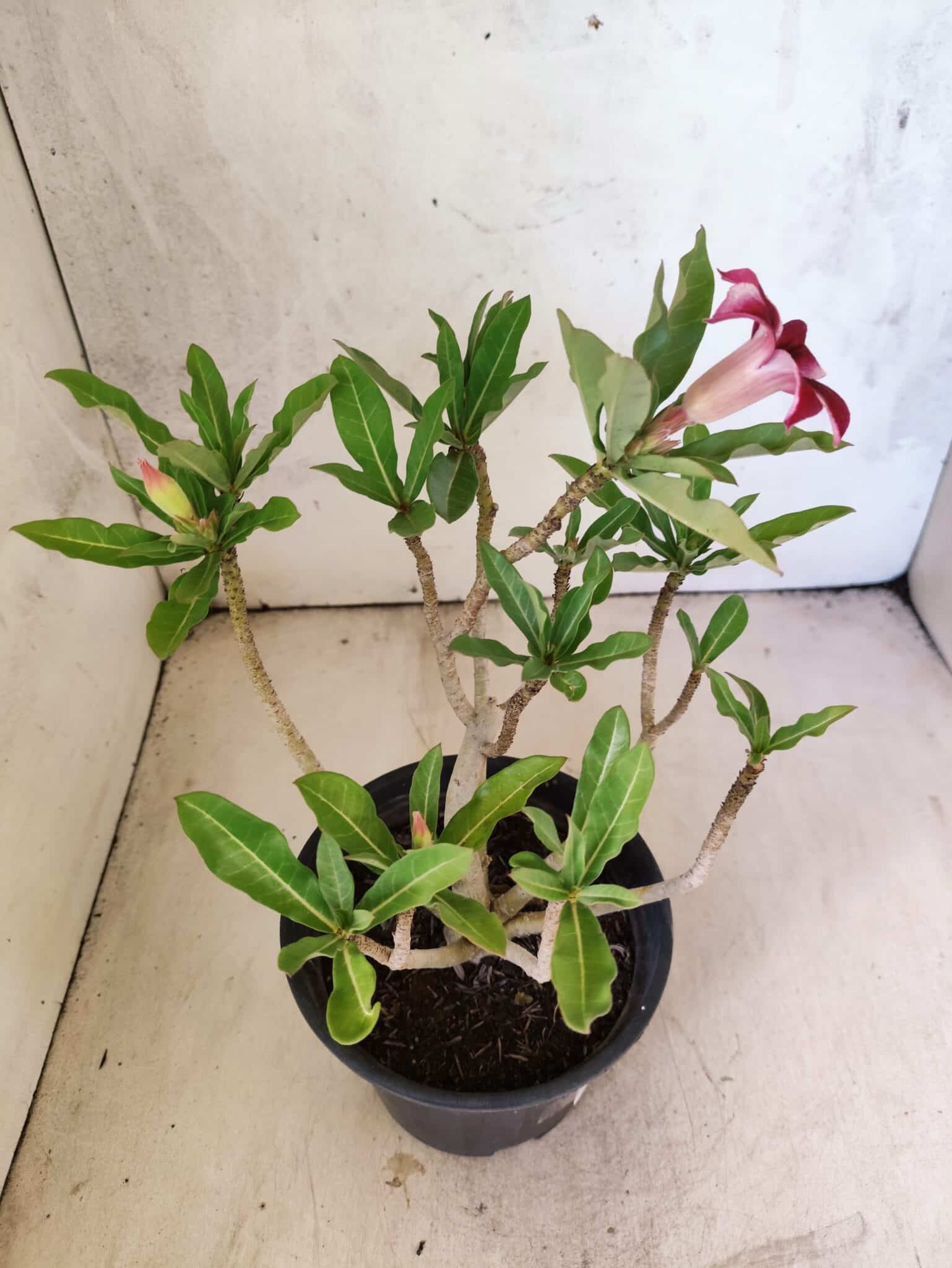 Planta Simples 3470 – 25cm – 02 anos - foto 6