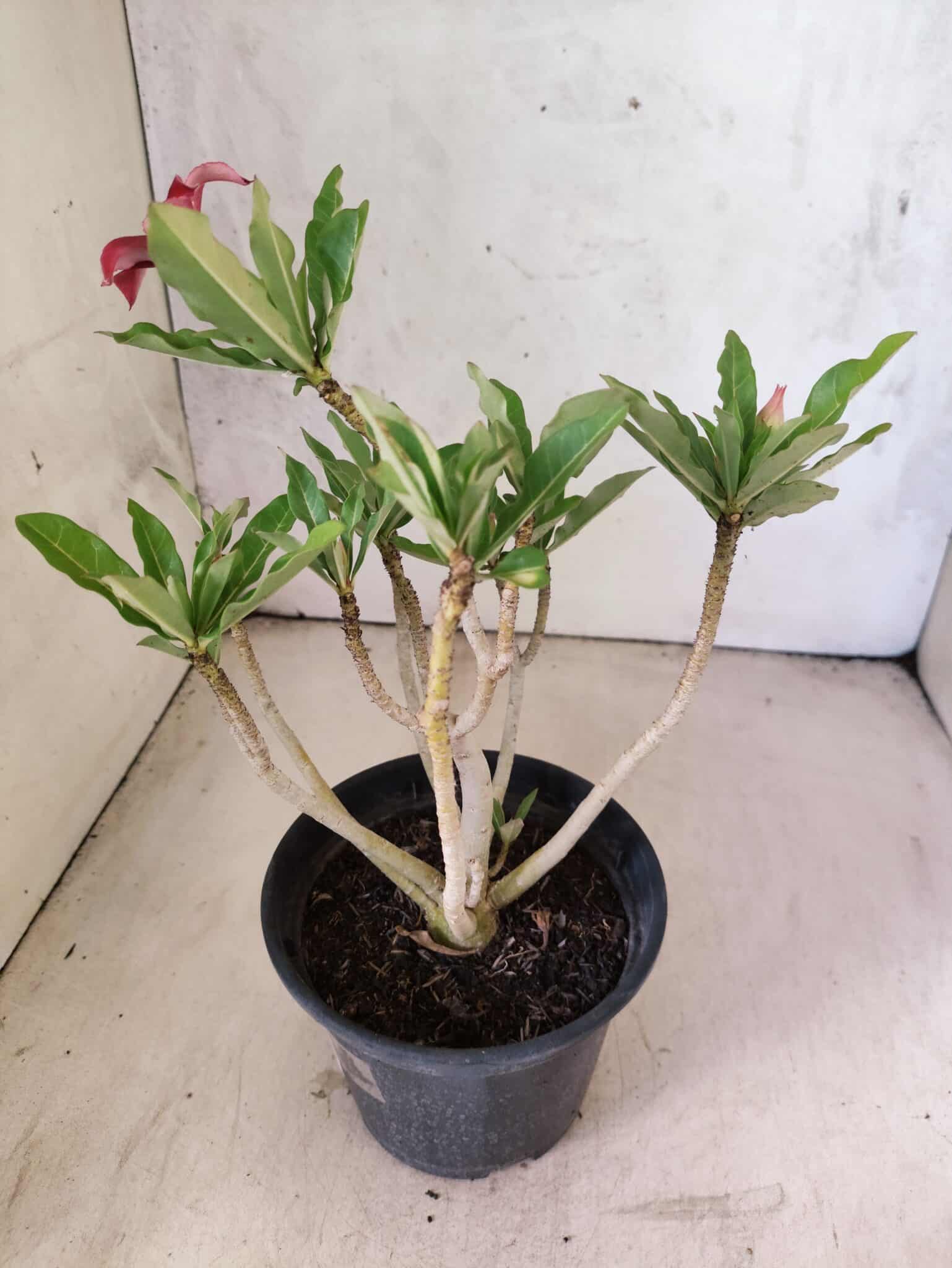 Planta Simples 3470 – 25cm – 02 anos - foto 5
