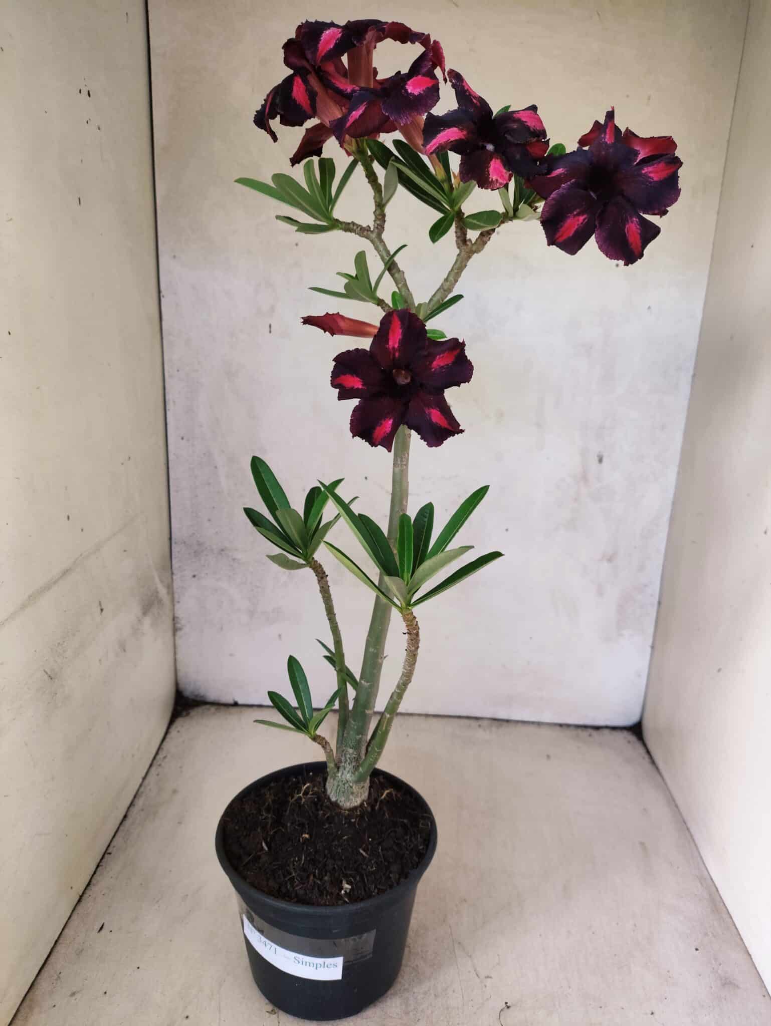 Planta Simples 3471 – 35cm – 03 anos - foto 2