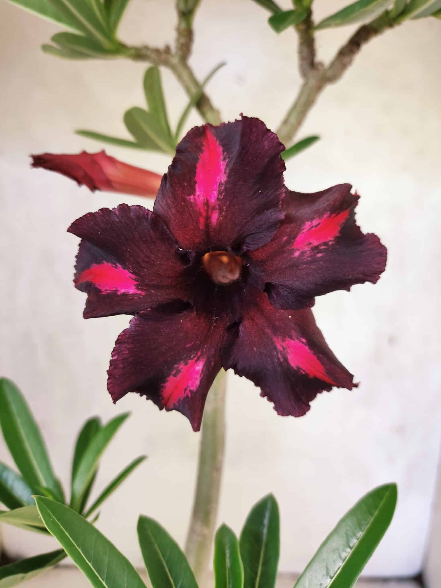 Planta Simples 3471 – 35cm – 03 anos - foto 3