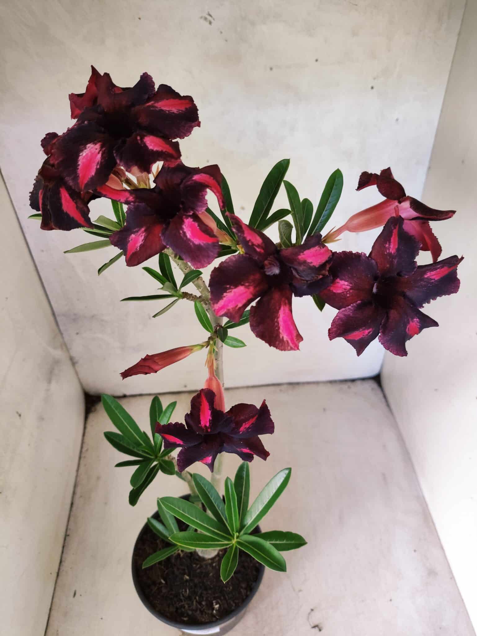 Planta Simples 3471 – 35cm – 03 anos - foto 4