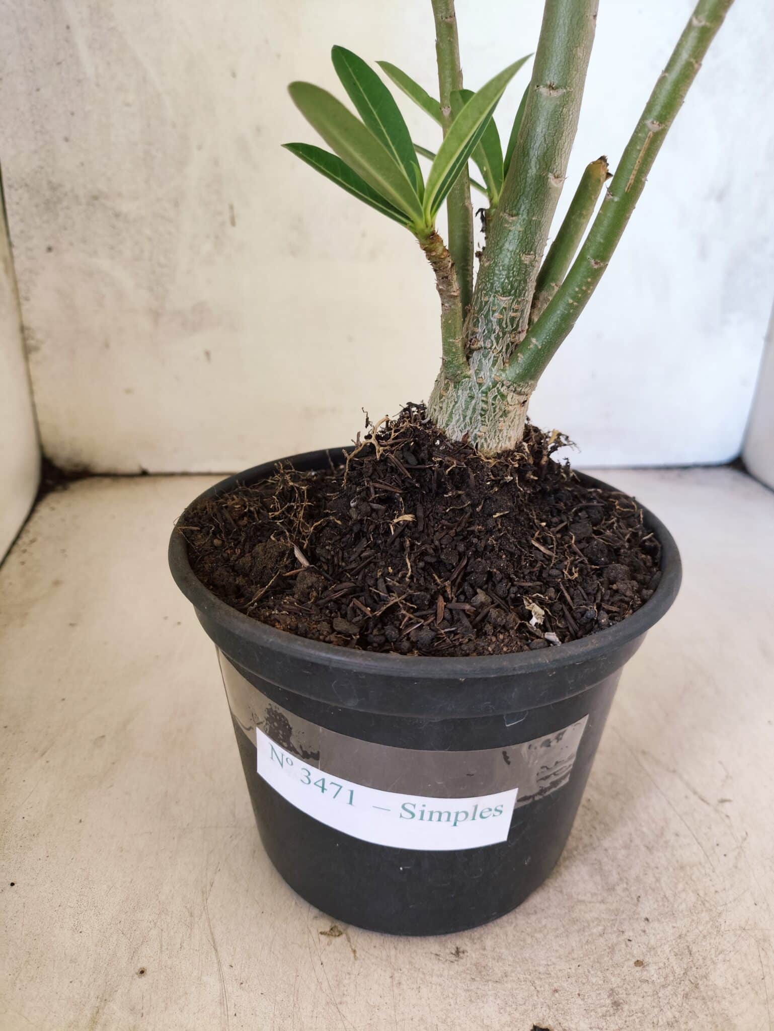 Planta Simples 3471 – 35cm – 03 anos - foto 6