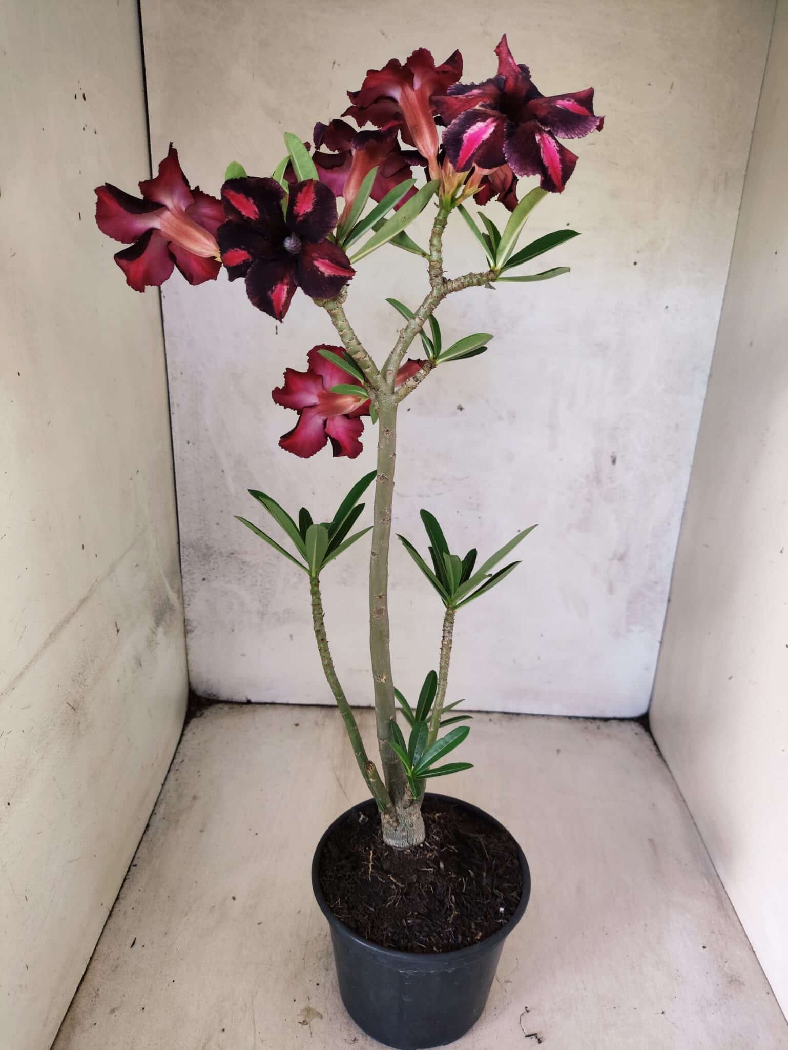 Planta Simples 3471 – 35cm – 03 anos - foto 5