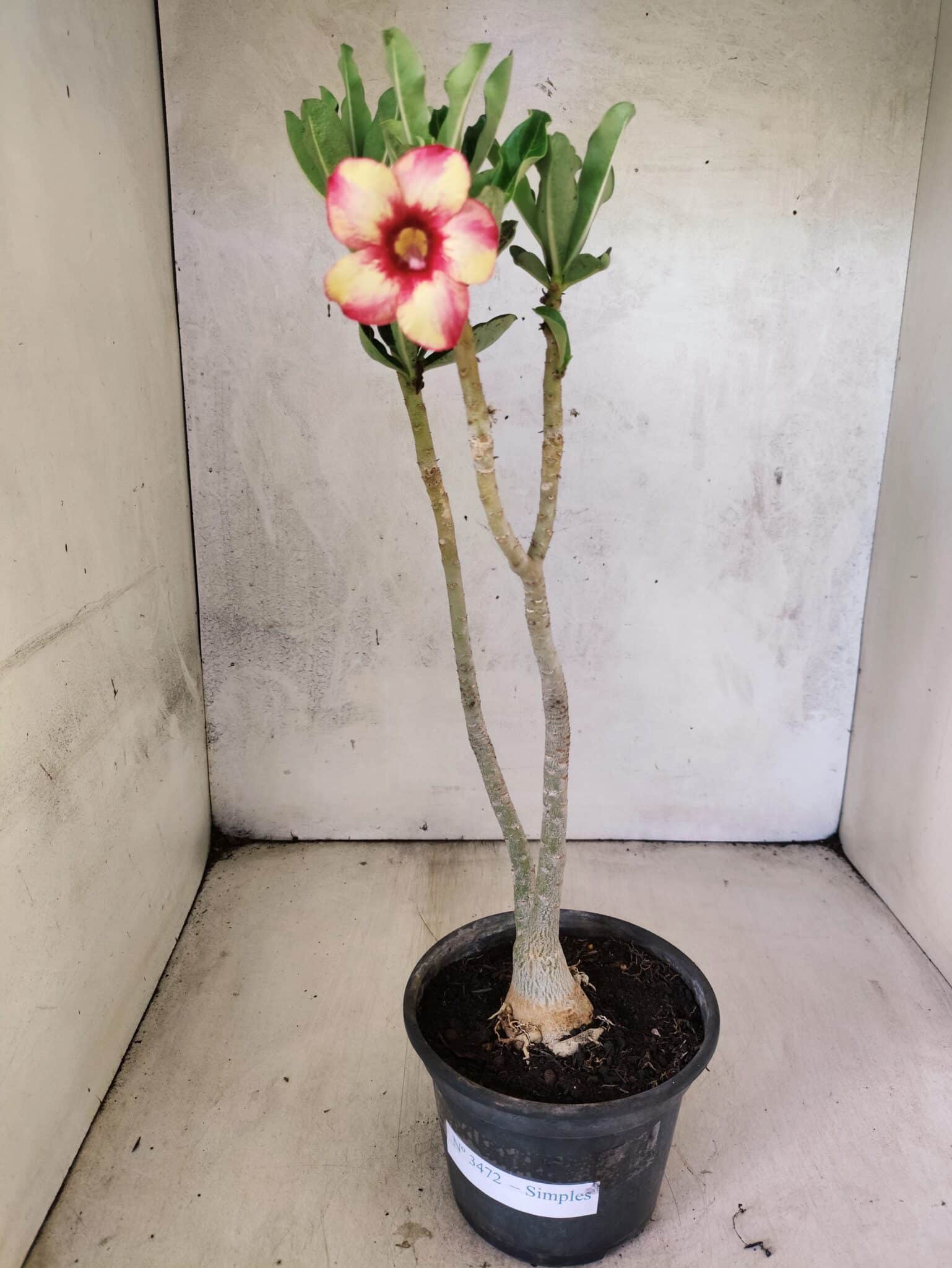Planta Simples 3472 – 30cm – 03 anos - foto 2
