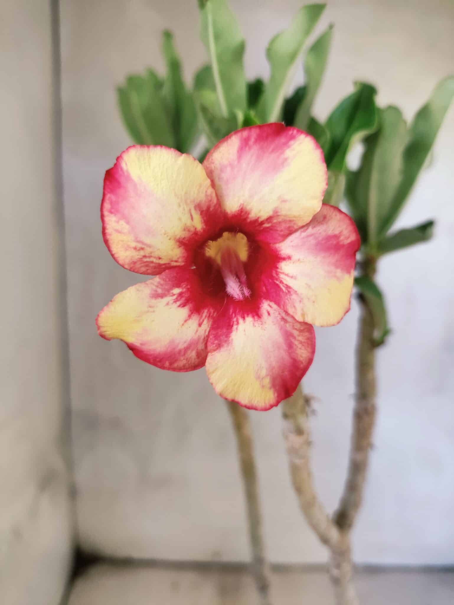 Planta Simples 3472 – 30cm – 03 anos - foto 3