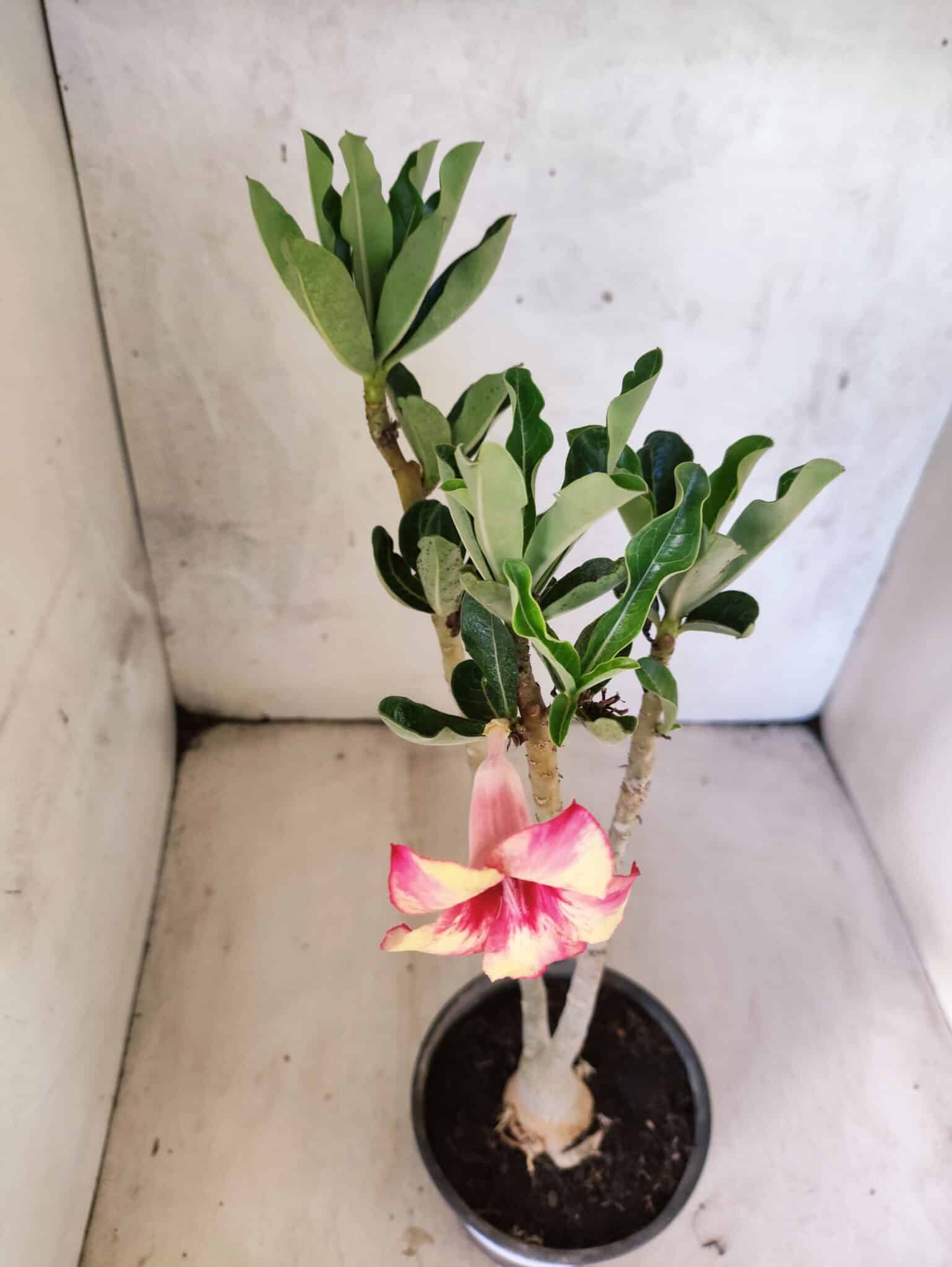 Planta Simples 3472 – 30cm – 03 anos - foto 4