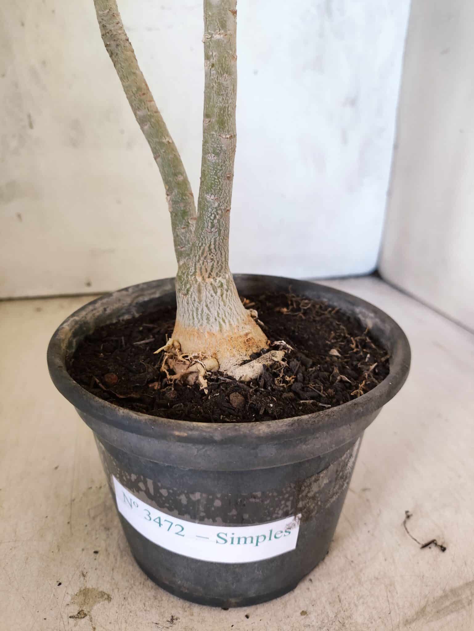 Planta Simples 3472 – 30cm – 03 anos - foto 7