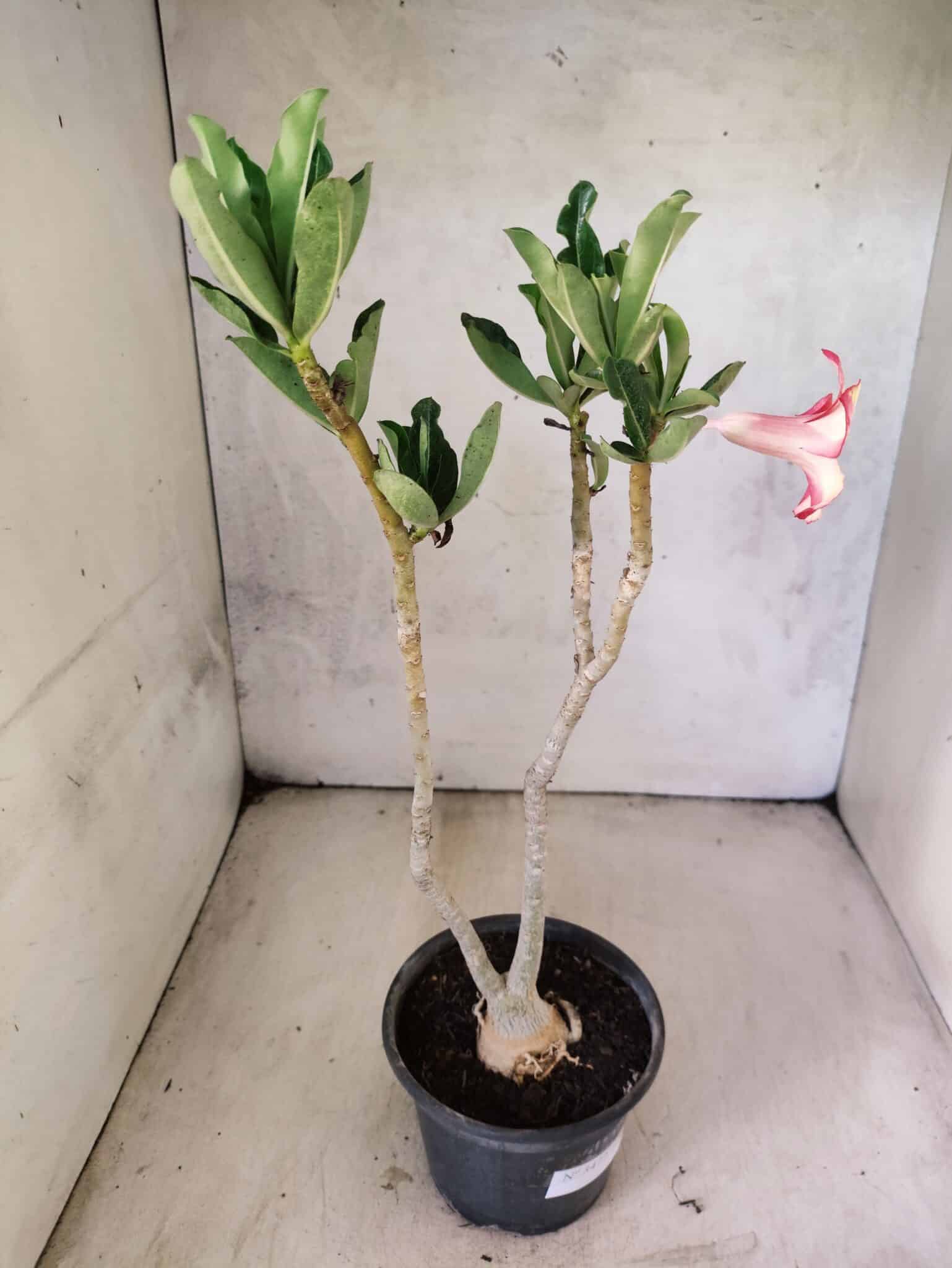 Planta Simples 3472 – 30cm – 03 anos - foto 6