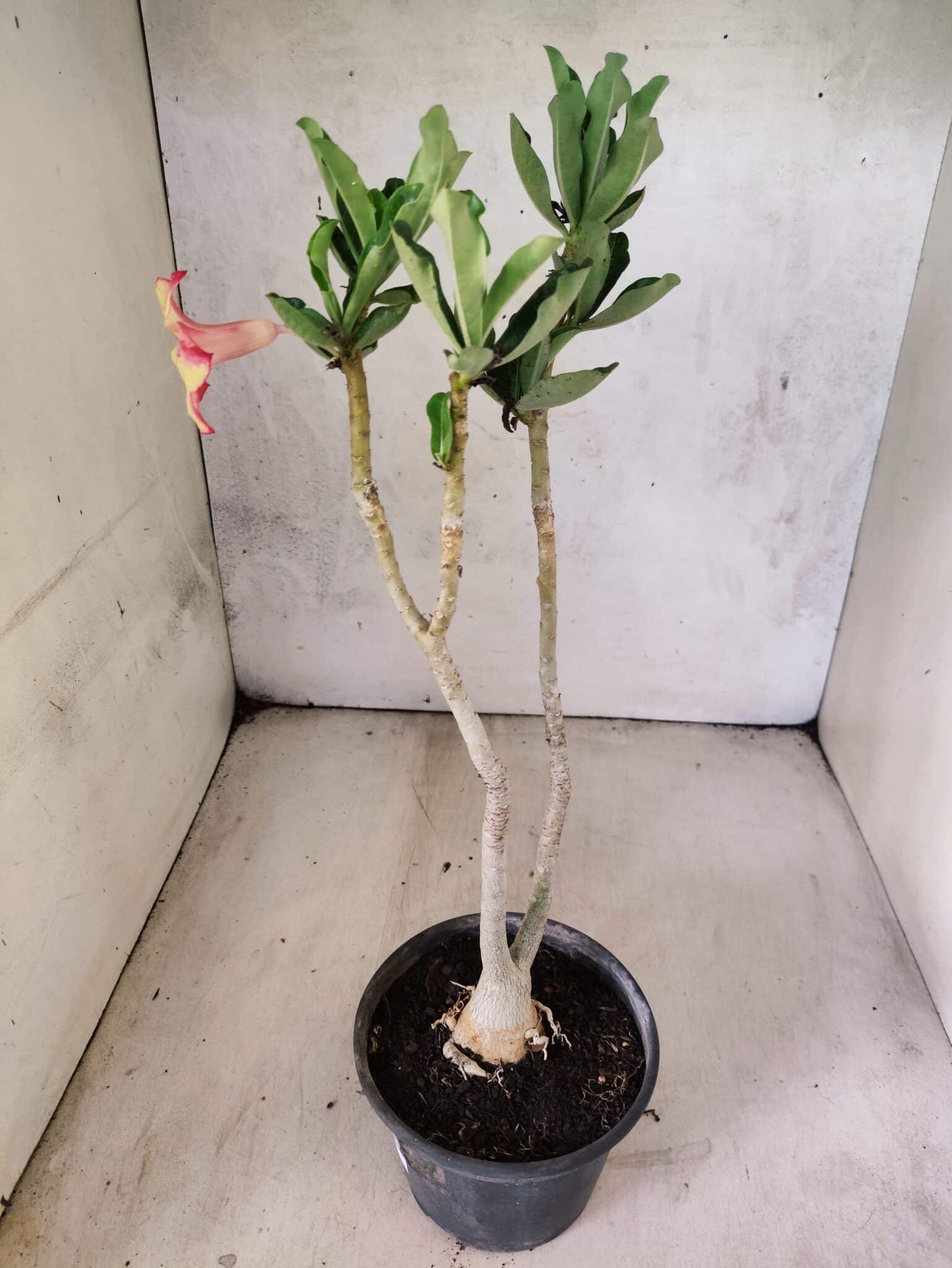 Planta Simples 3472 – 30cm – 03 anos - foto 5