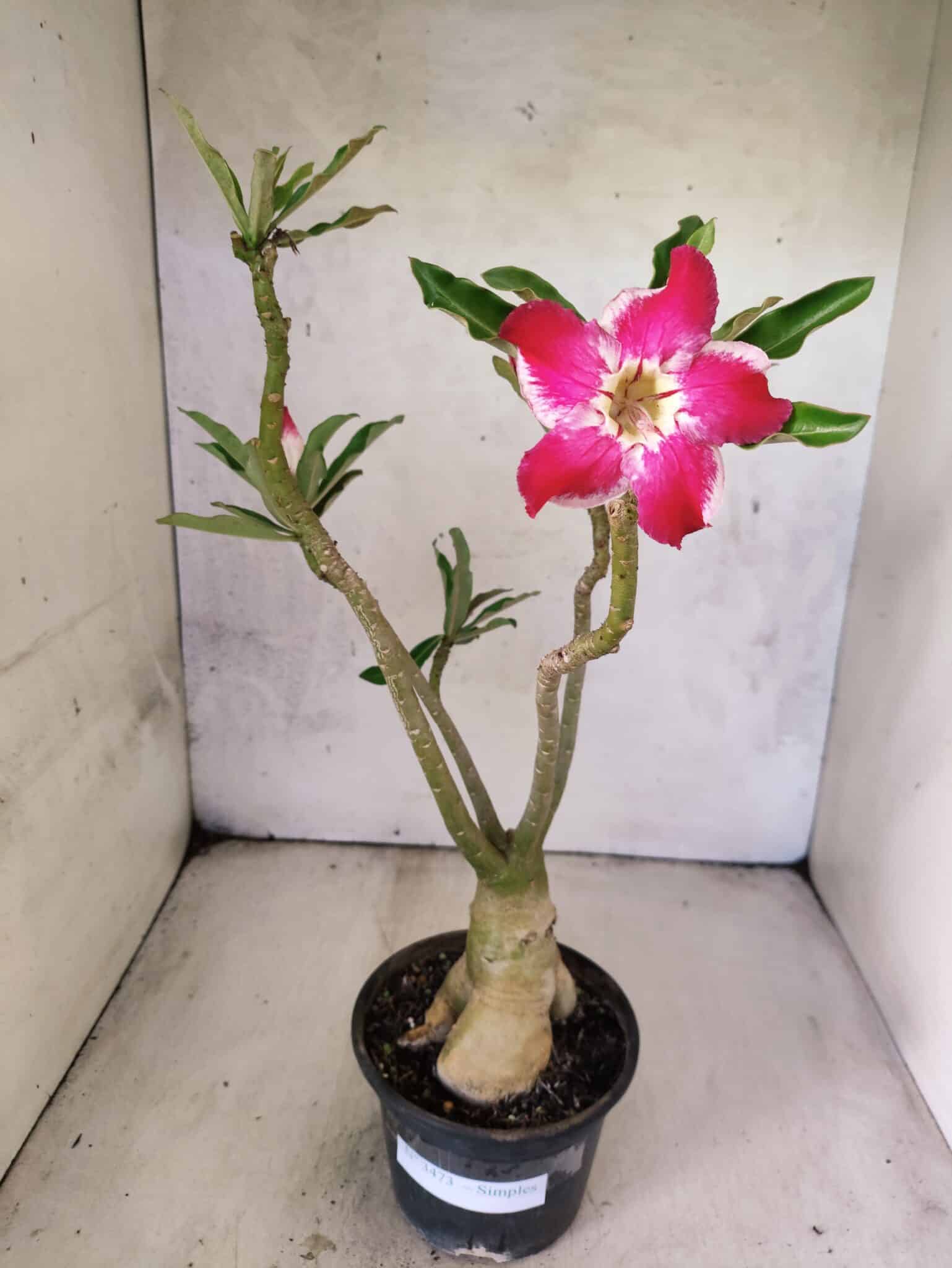 Planta Simples 3473 – 35cm – 03 anos - foto 2