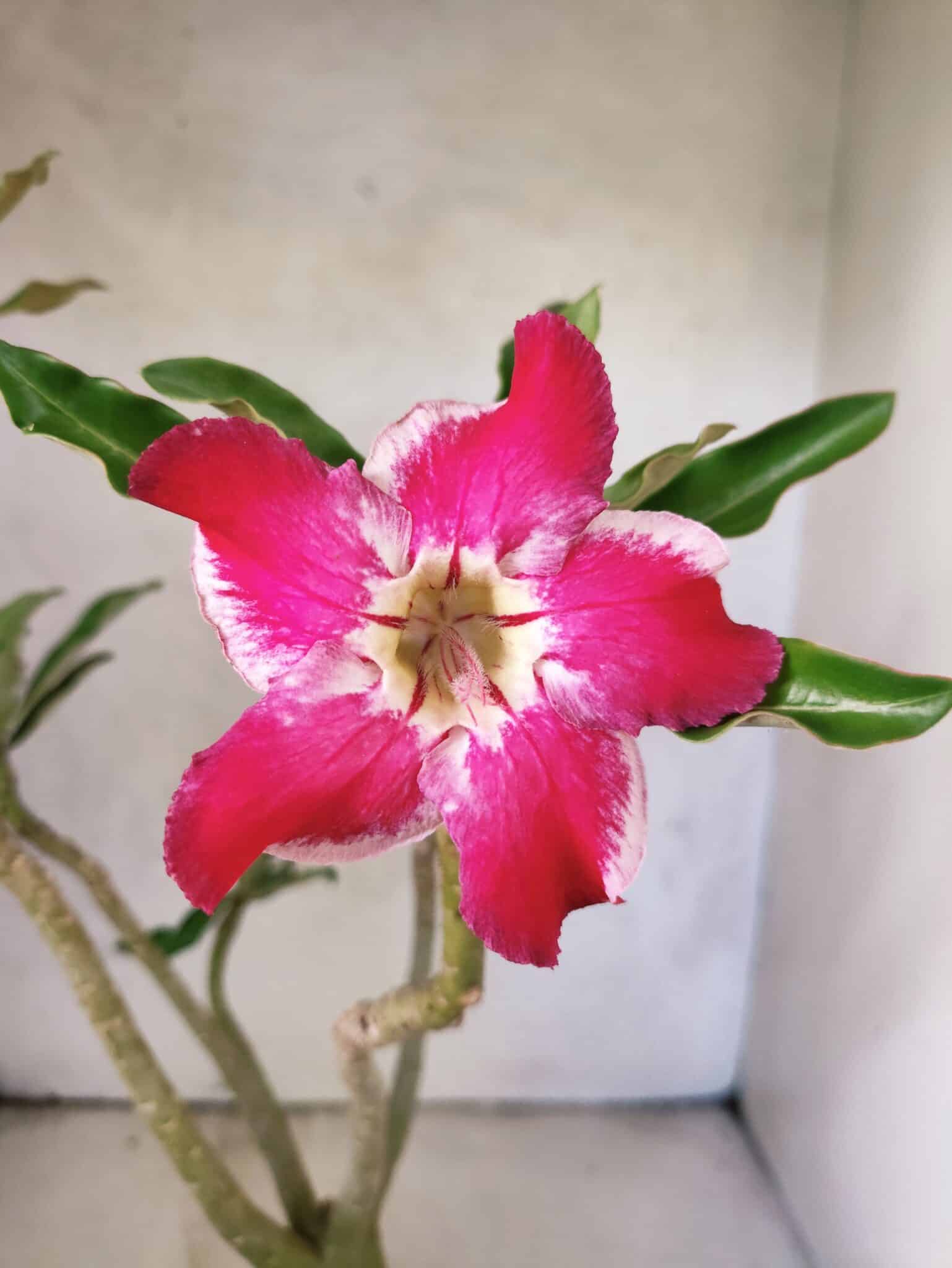 Planta Simples 3473 – 35cm – 03 anos - foto 3