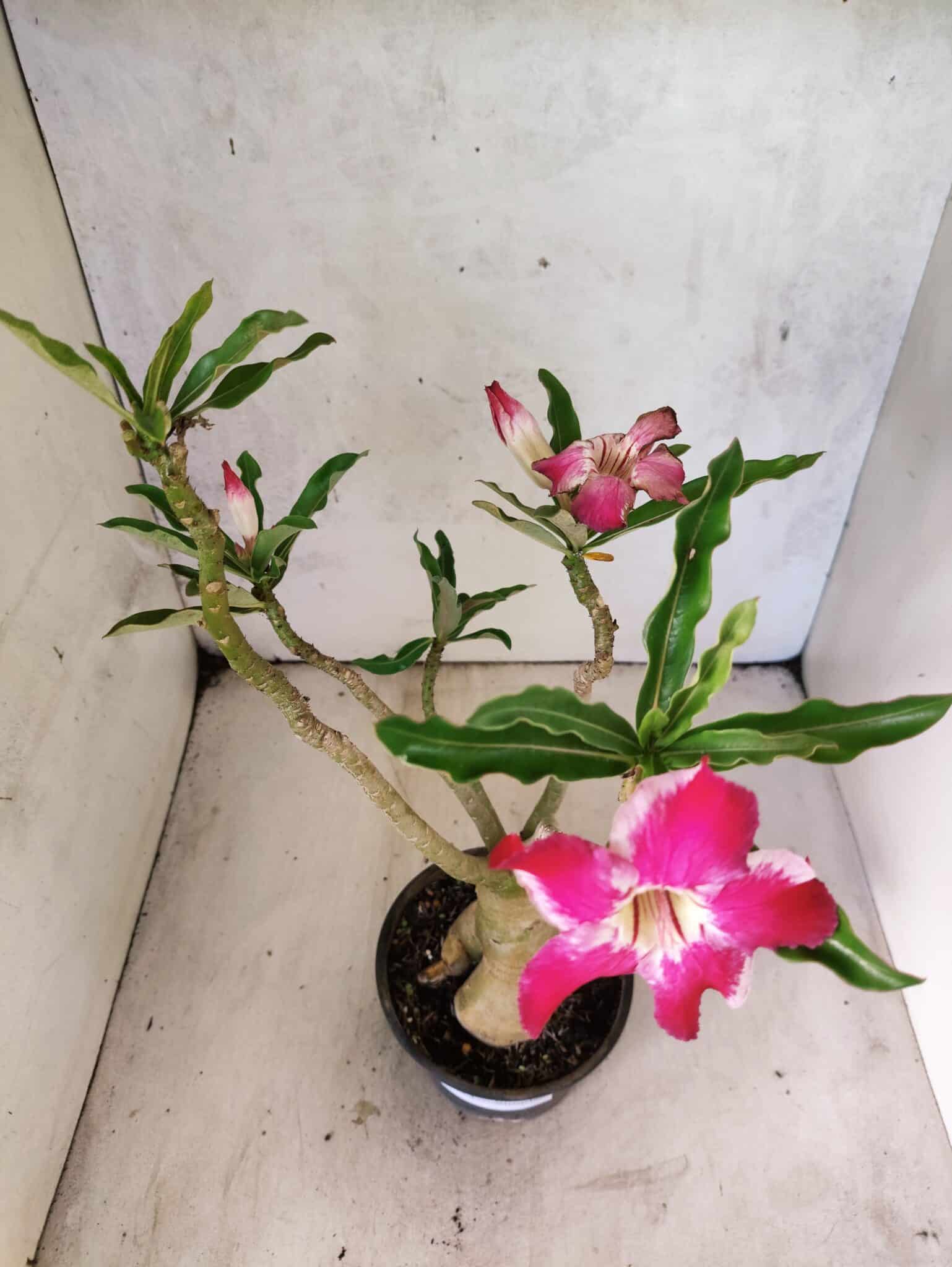 Planta Simples 3473 – 35cm – 03 anos - foto 4