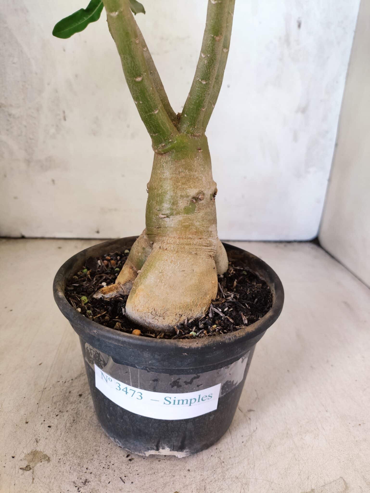 Planta Simples 3473 – 35cm – 03 anos - foto 7
