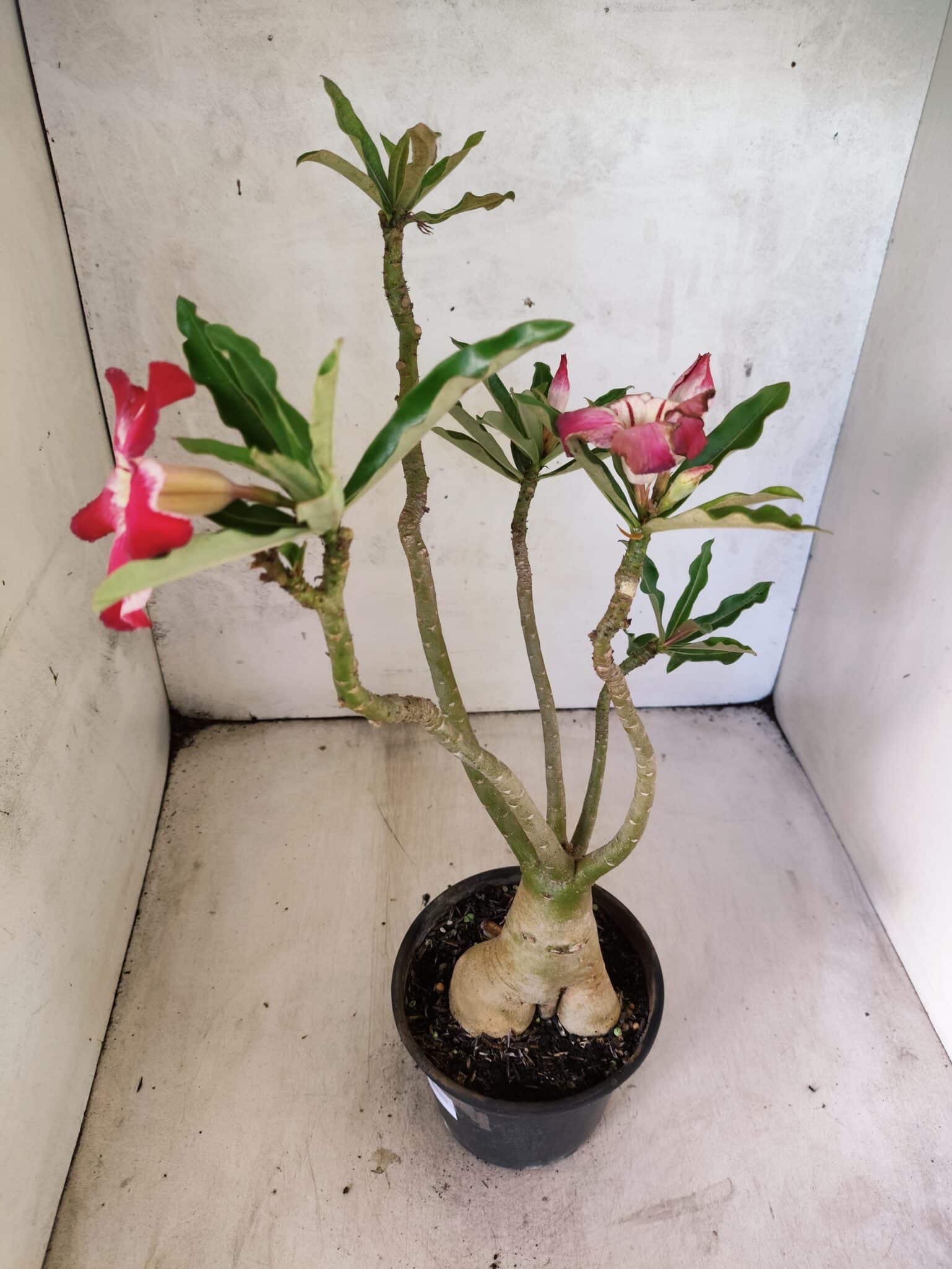 Planta Simples 3473 – 35cm – 03 anos - foto 6