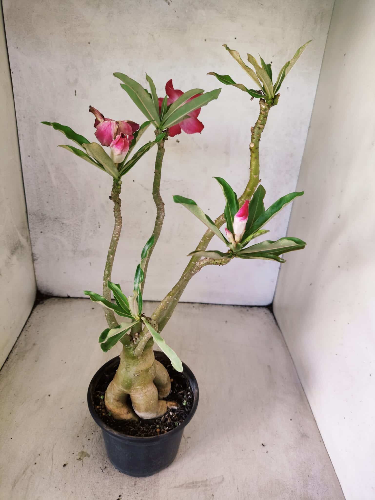 Planta Simples 3473 – 35cm – 03 anos - foto 5