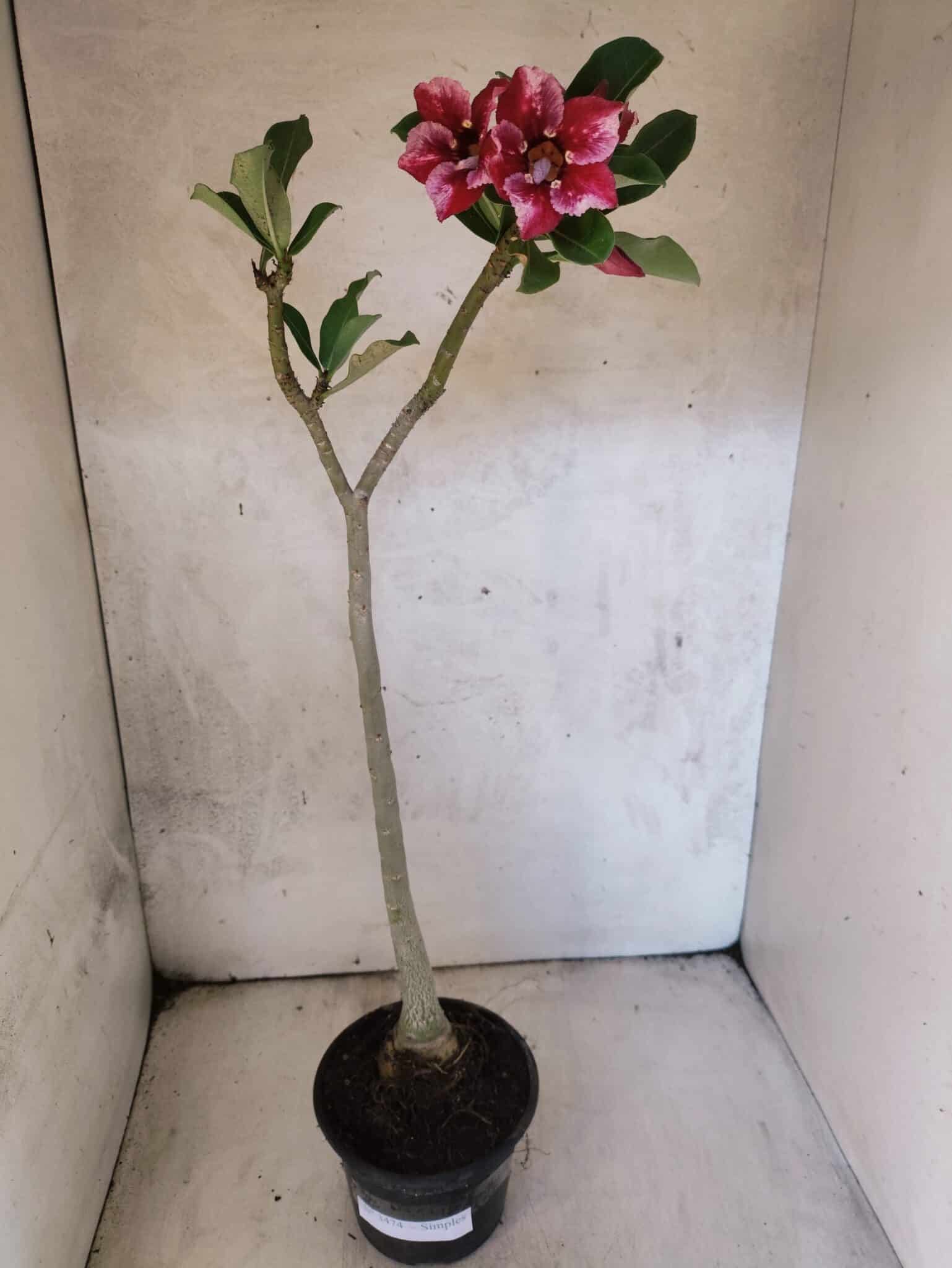 Planta Simples 3474 – 35cm – 03 anos - foto 2