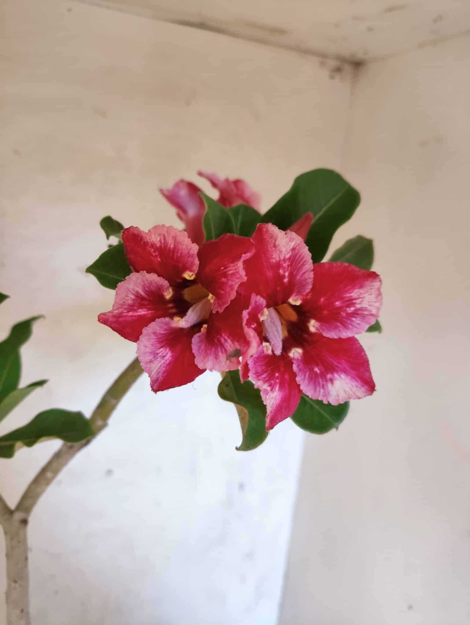 Planta Simples 3474 – 35cm – 03 anos - foto 6