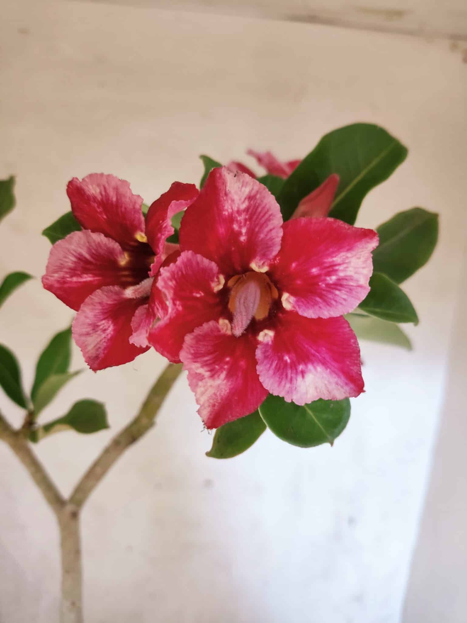 Planta Simples 3474 – 35cm – 03 anos - foto 3
