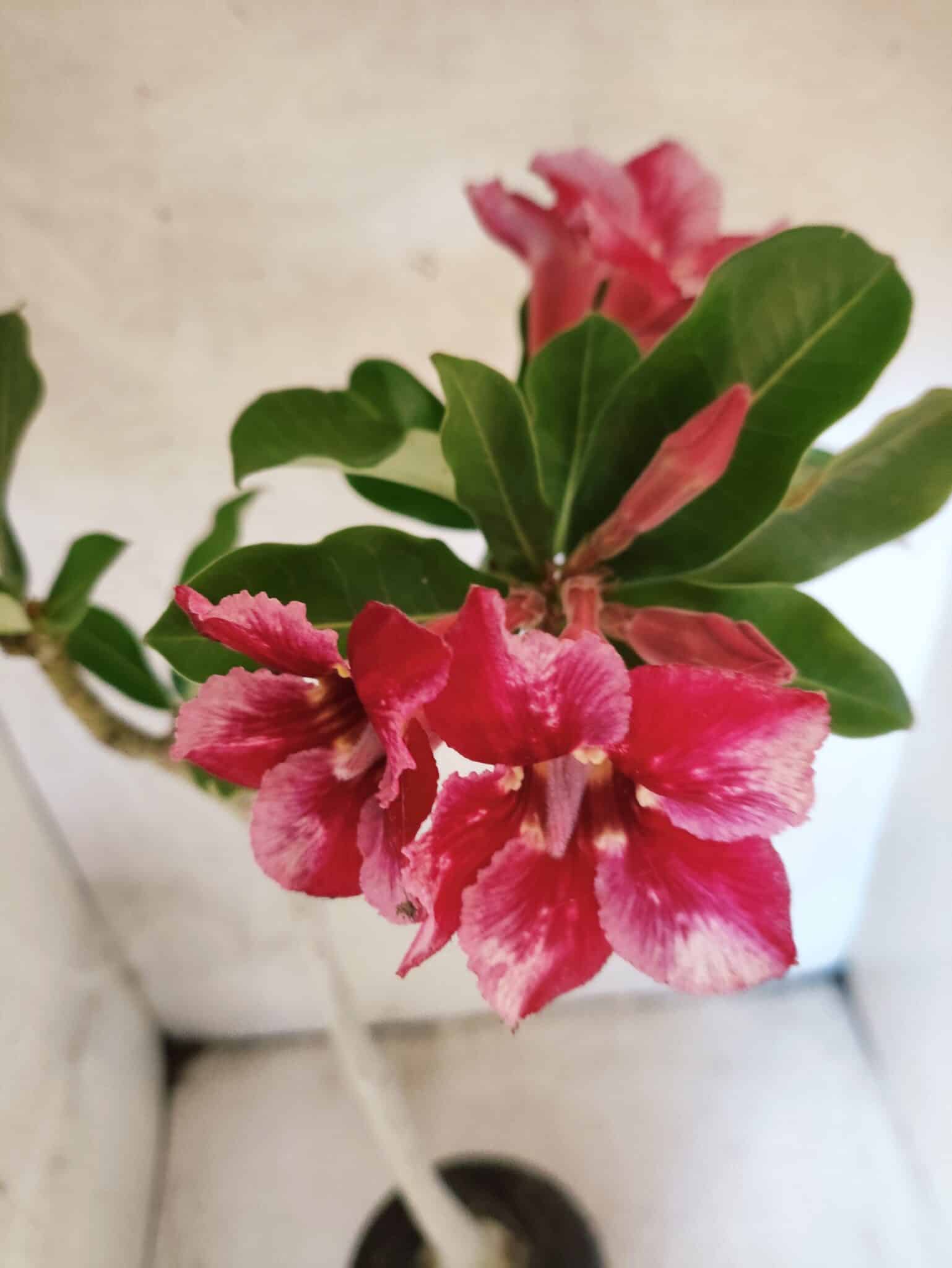 Planta Simples 3474 – 35cm – 03 anos - foto 4