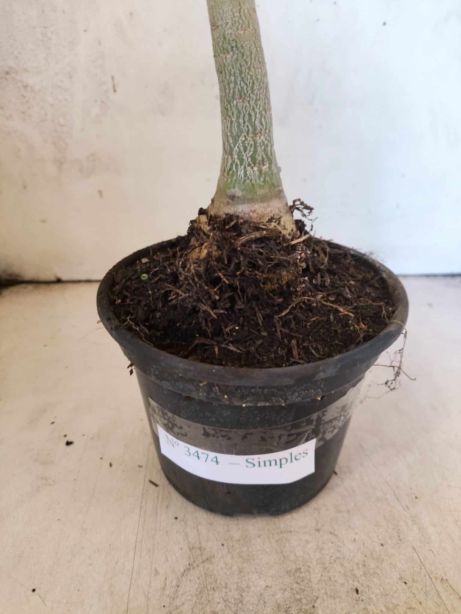 Planta Simples 3474 – 35cm – 03 anos - foto 8