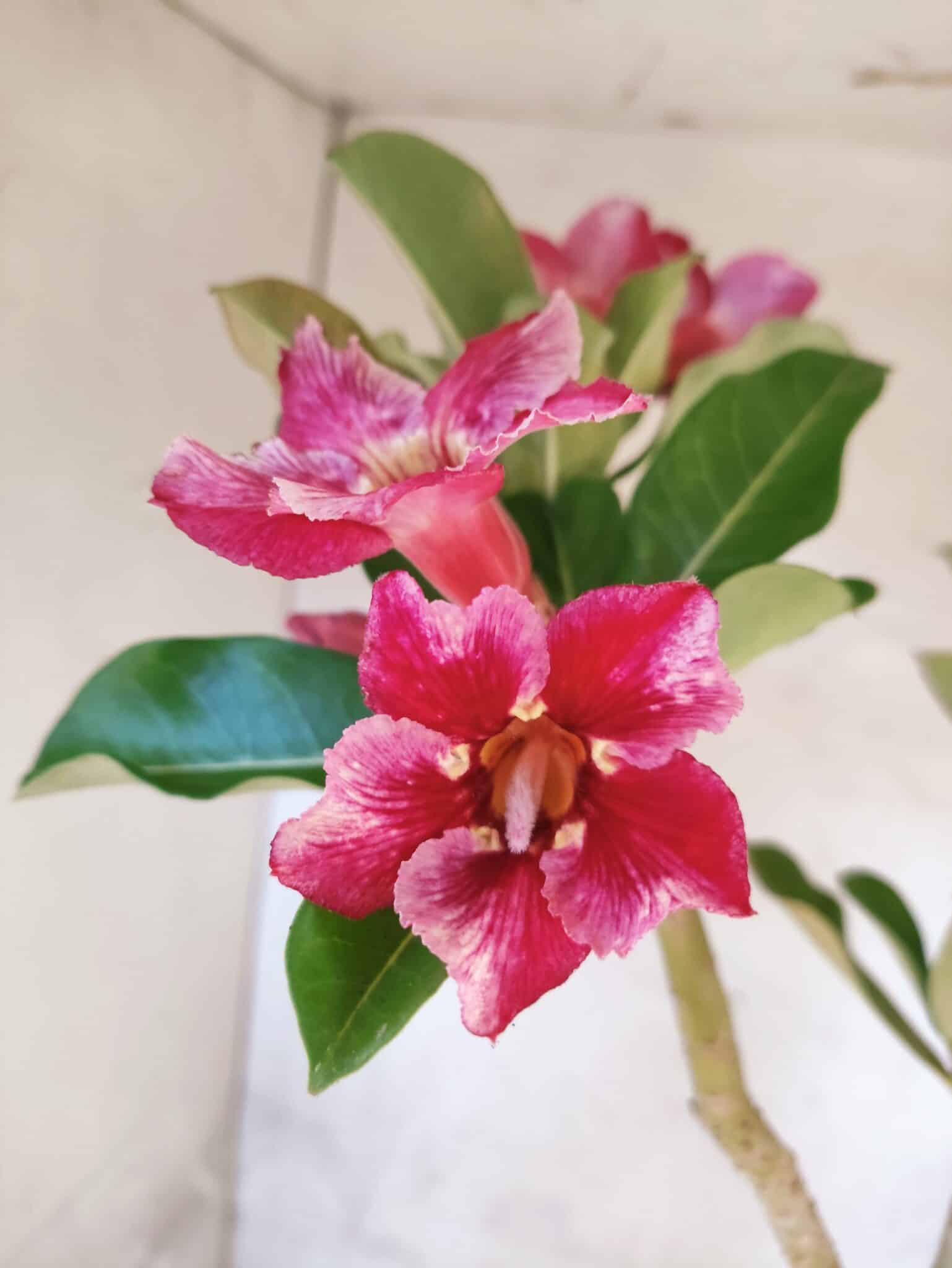 Planta Simples 3474 – 35cm – 03 anos - foto 5