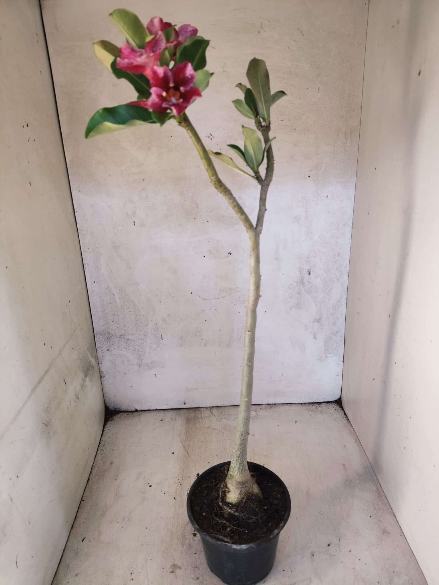Planta Simples 3474 – 35cm – 03 anos - foto 7
