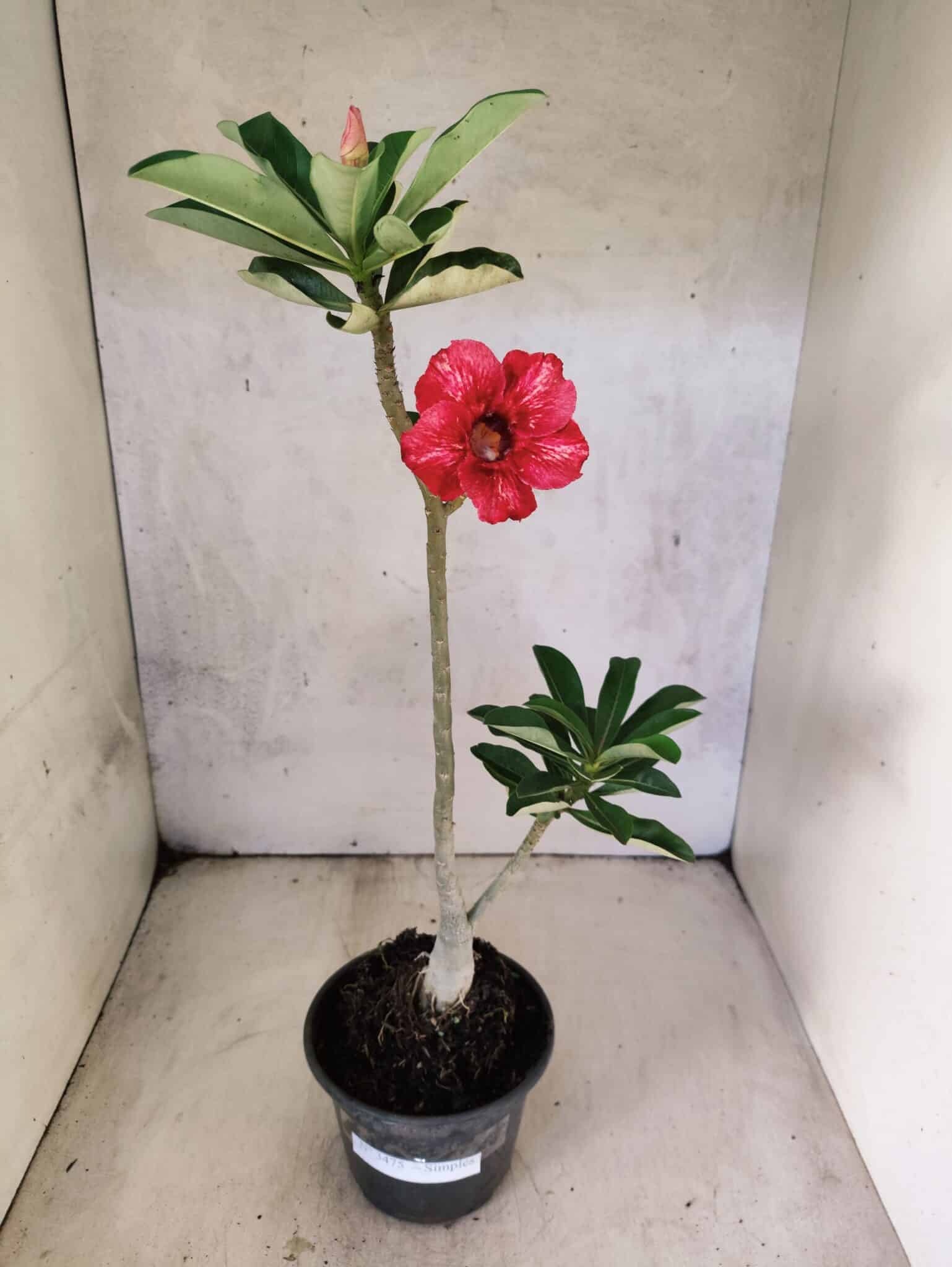 Planta Simples 3475 – 30cm – 02 anos - foto 2