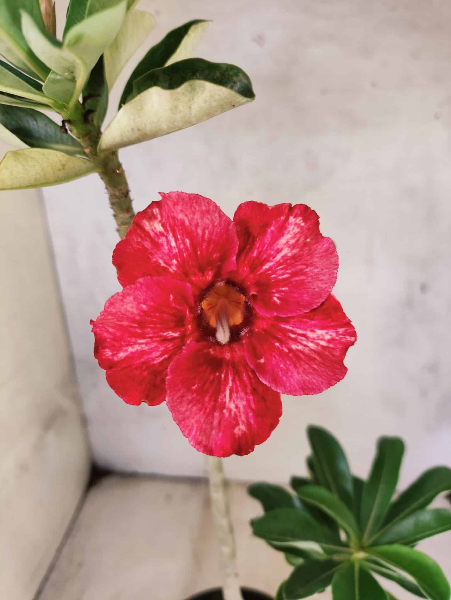 Planta Simples 3475 – 30cm – 02 anos - foto 5