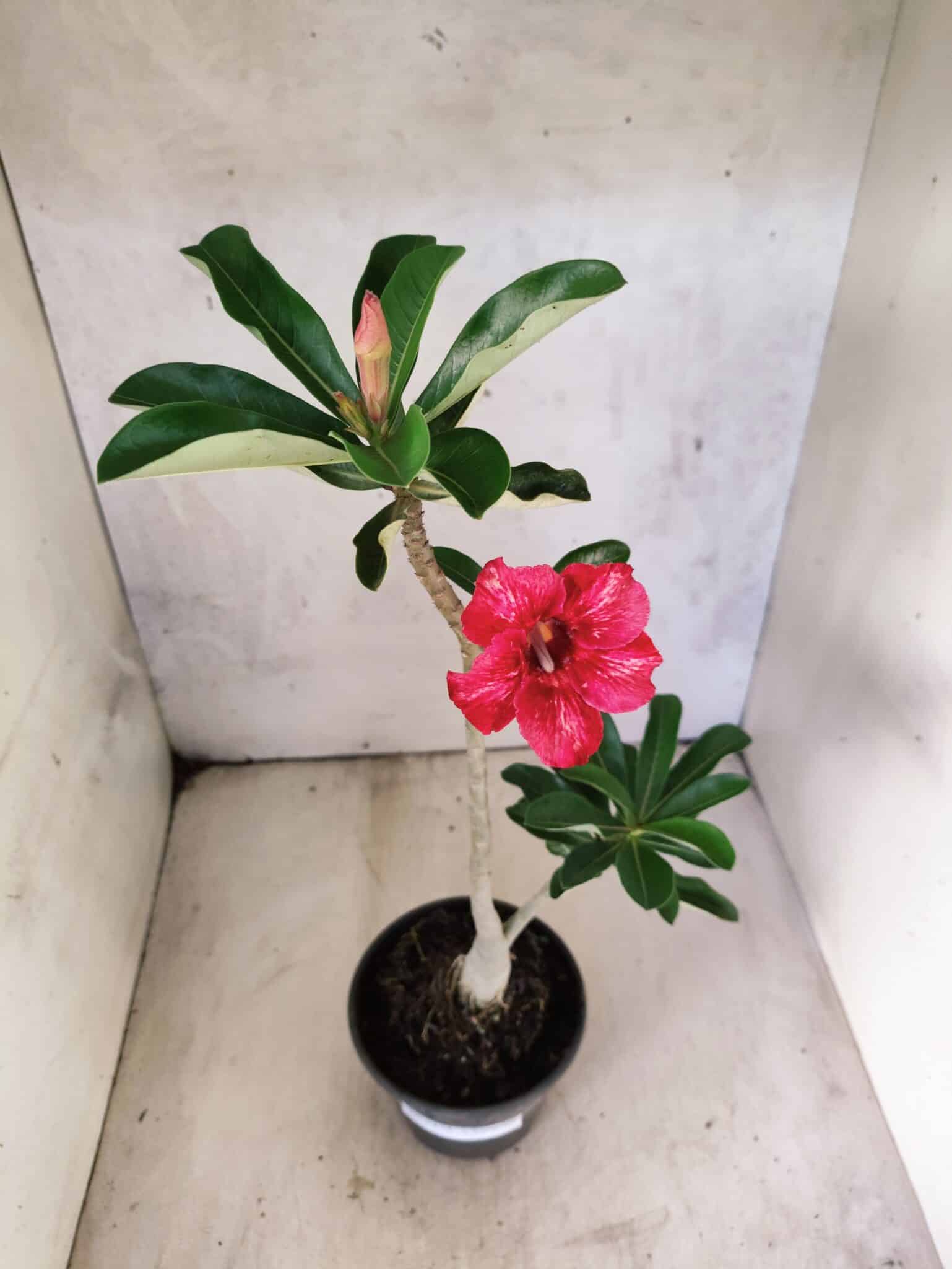 Planta Simples 3475 – 30cm – 02 anos - foto 4