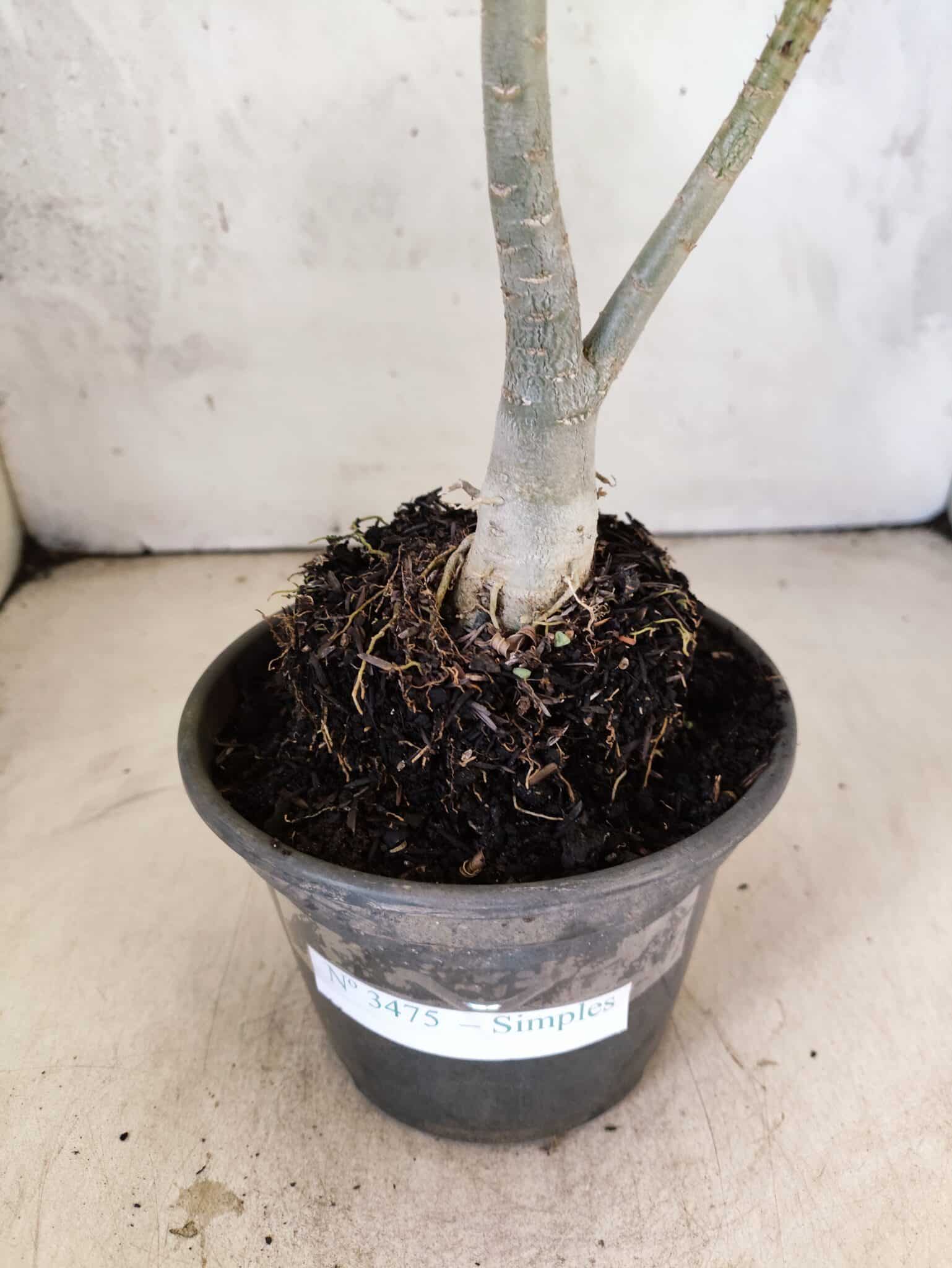 Planta Simples 3475 – 30cm – 02 anos - foto 6