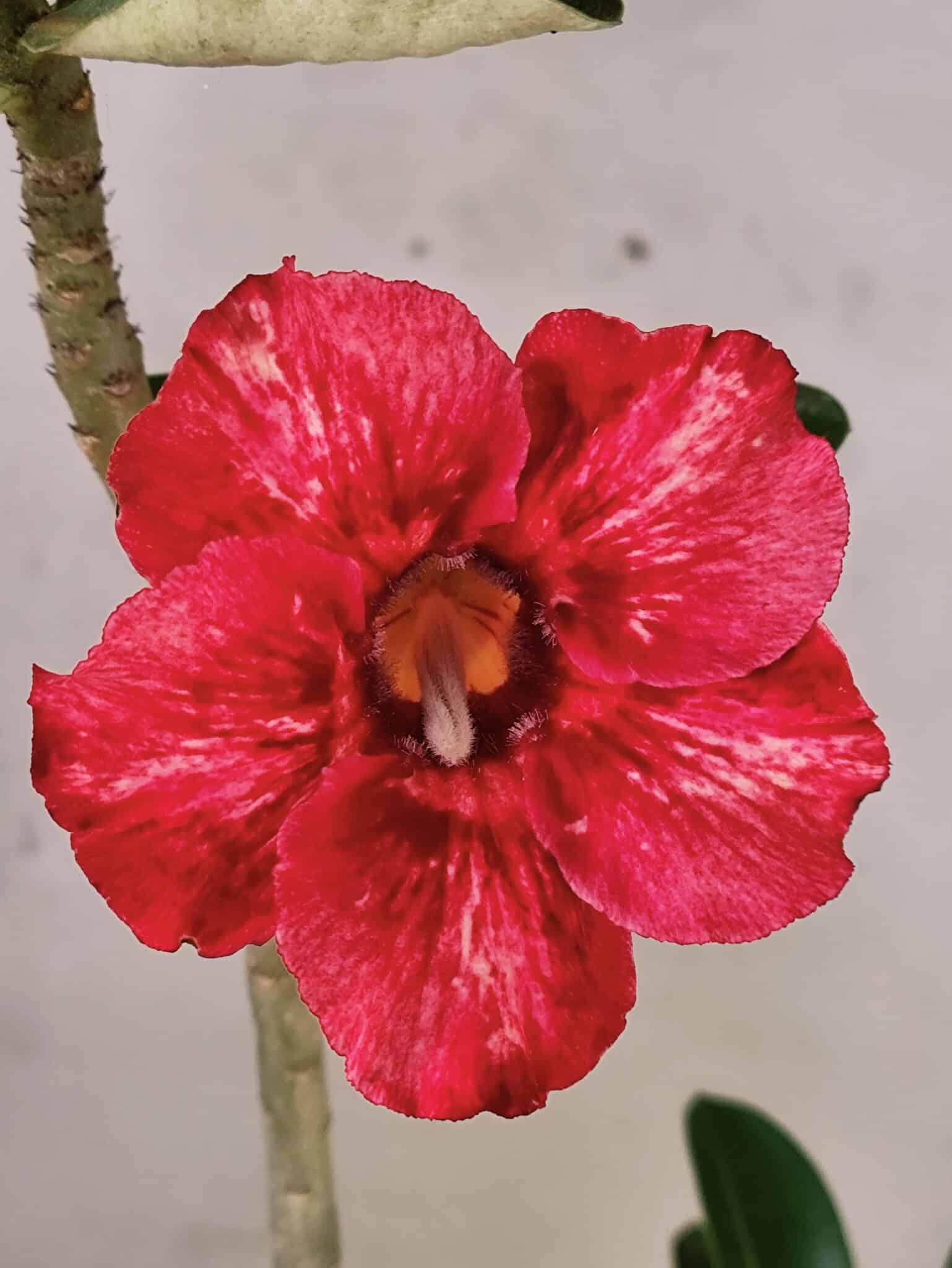 Planta Simples 3475 – 30cm – 02 anos - foto 3