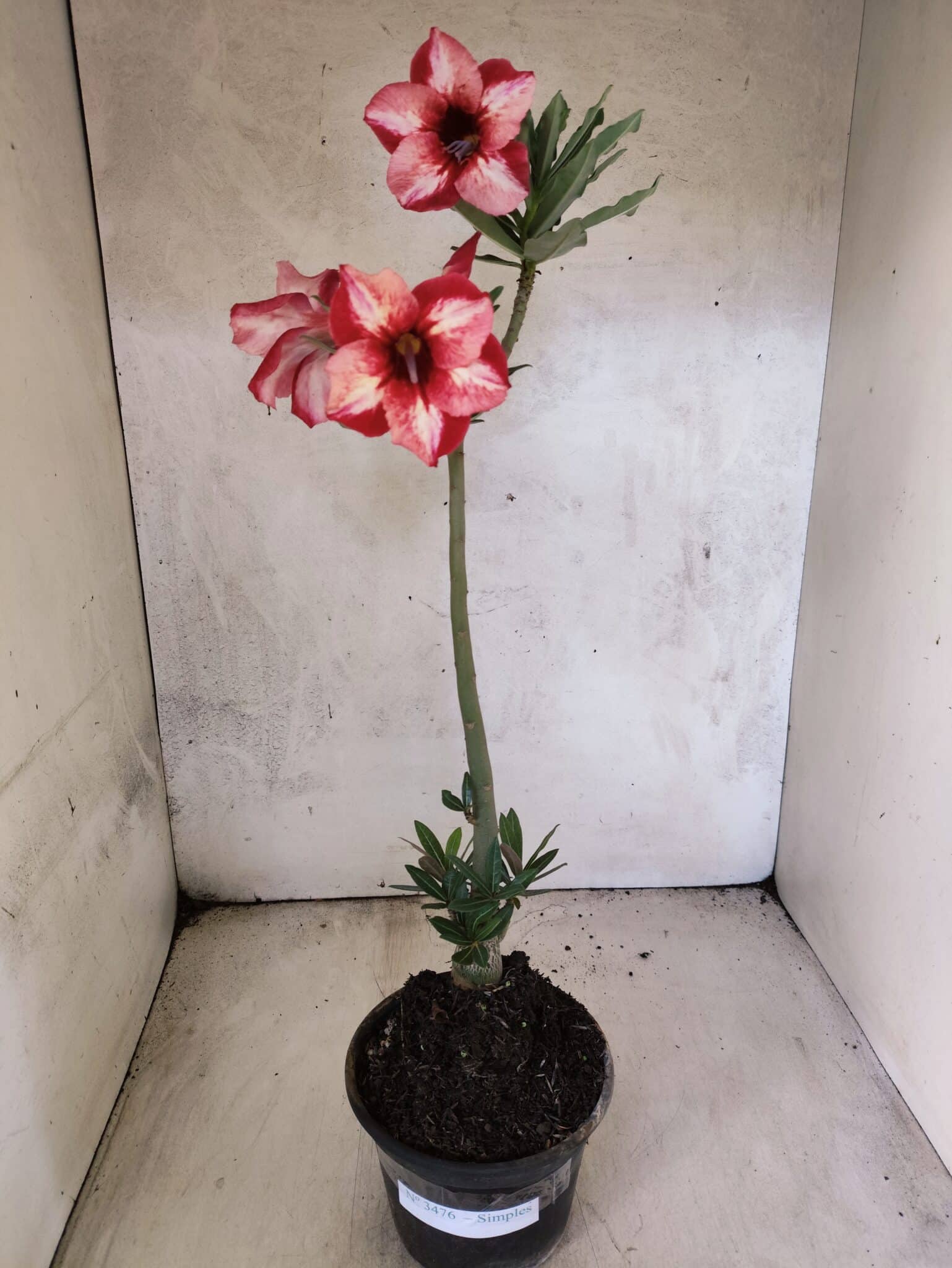 Planta Simples 3476 – 35cm – 03 anos - foto 2