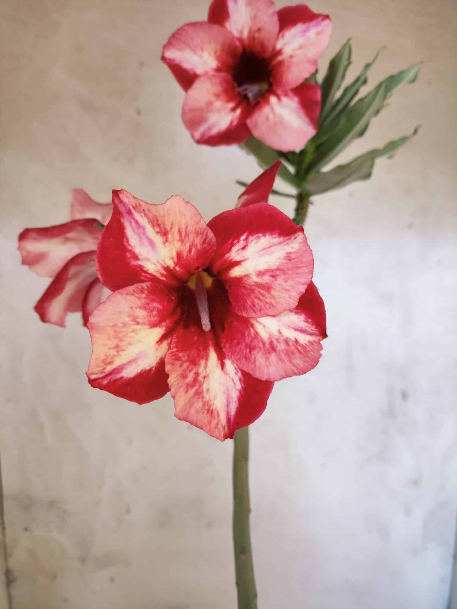 Planta Simples 3476 – 35cm – 03 anos - foto 3