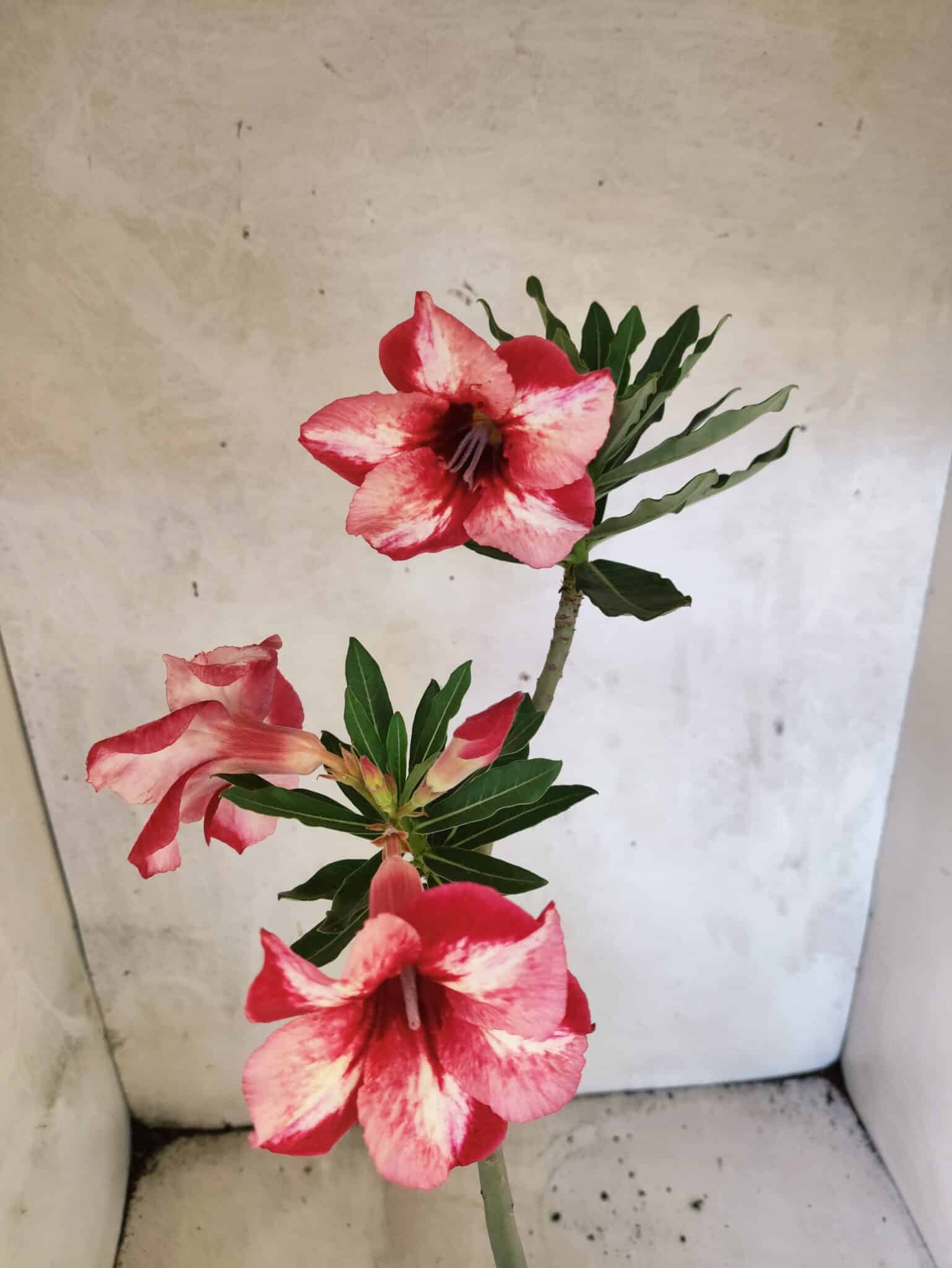 Planta Simples 3476 – 35cm – 03 anos - foto 4